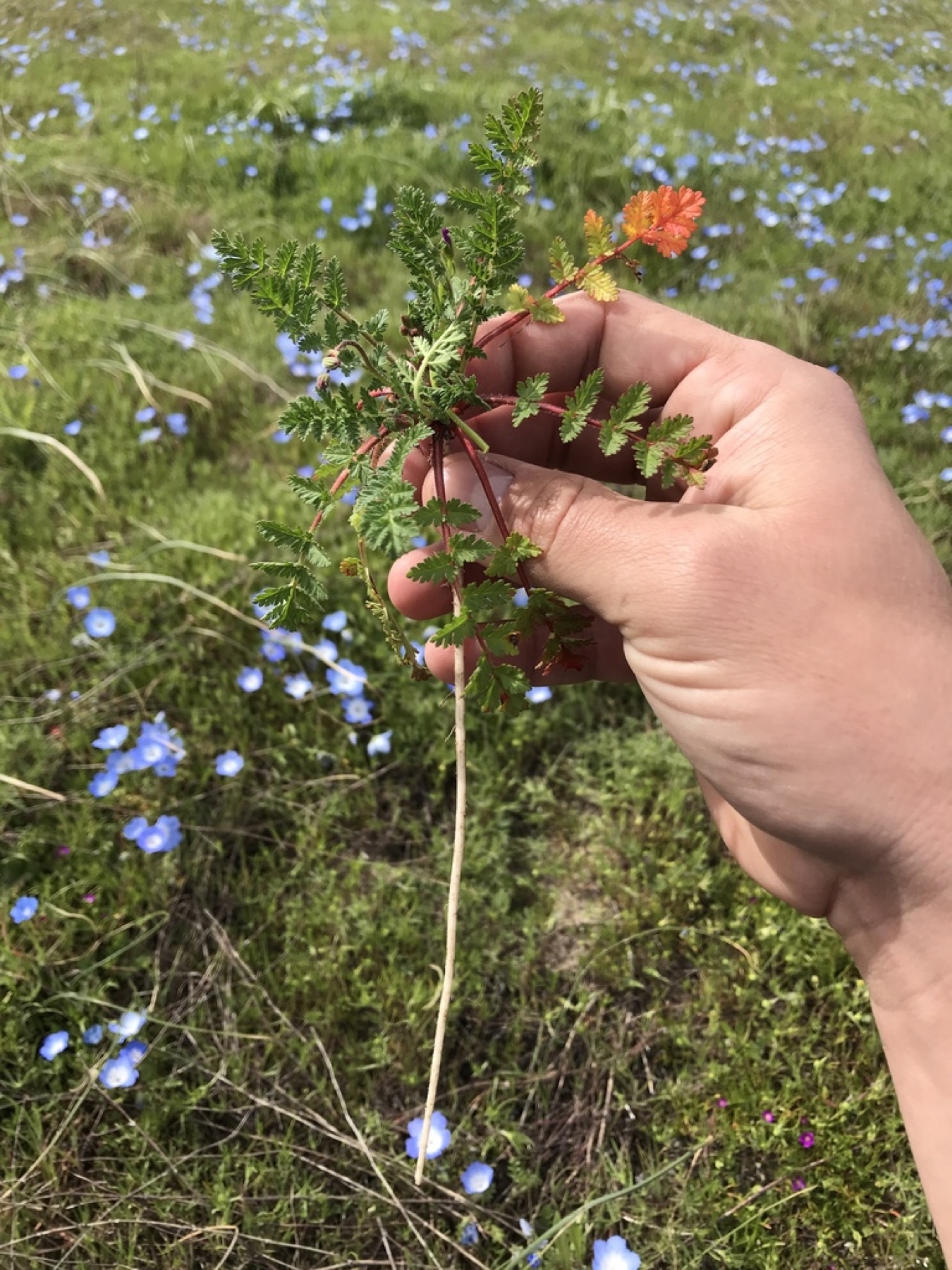 Redstem Stork's-bill — photo 19