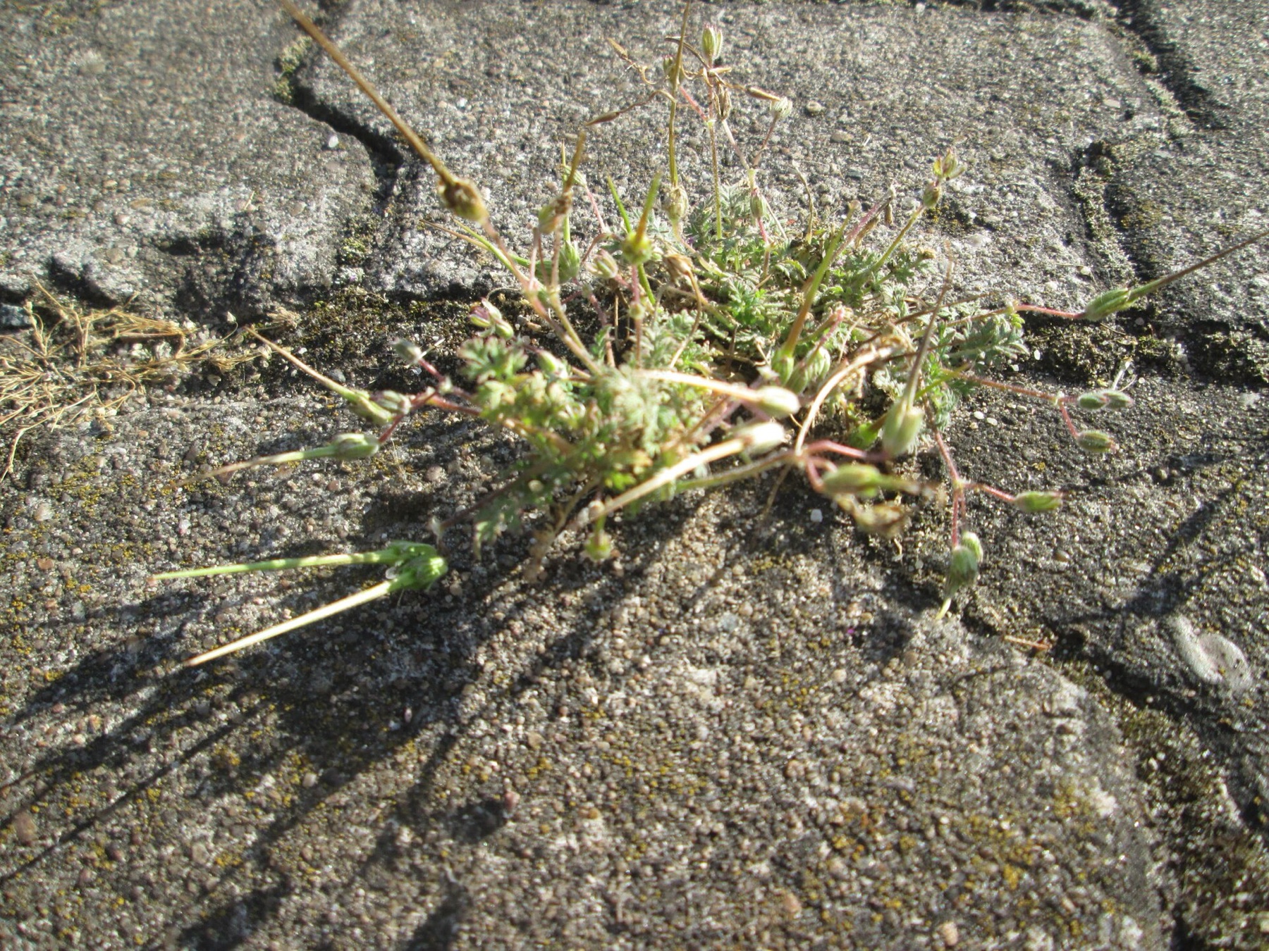Redstem Stork's-bill — photo 21
