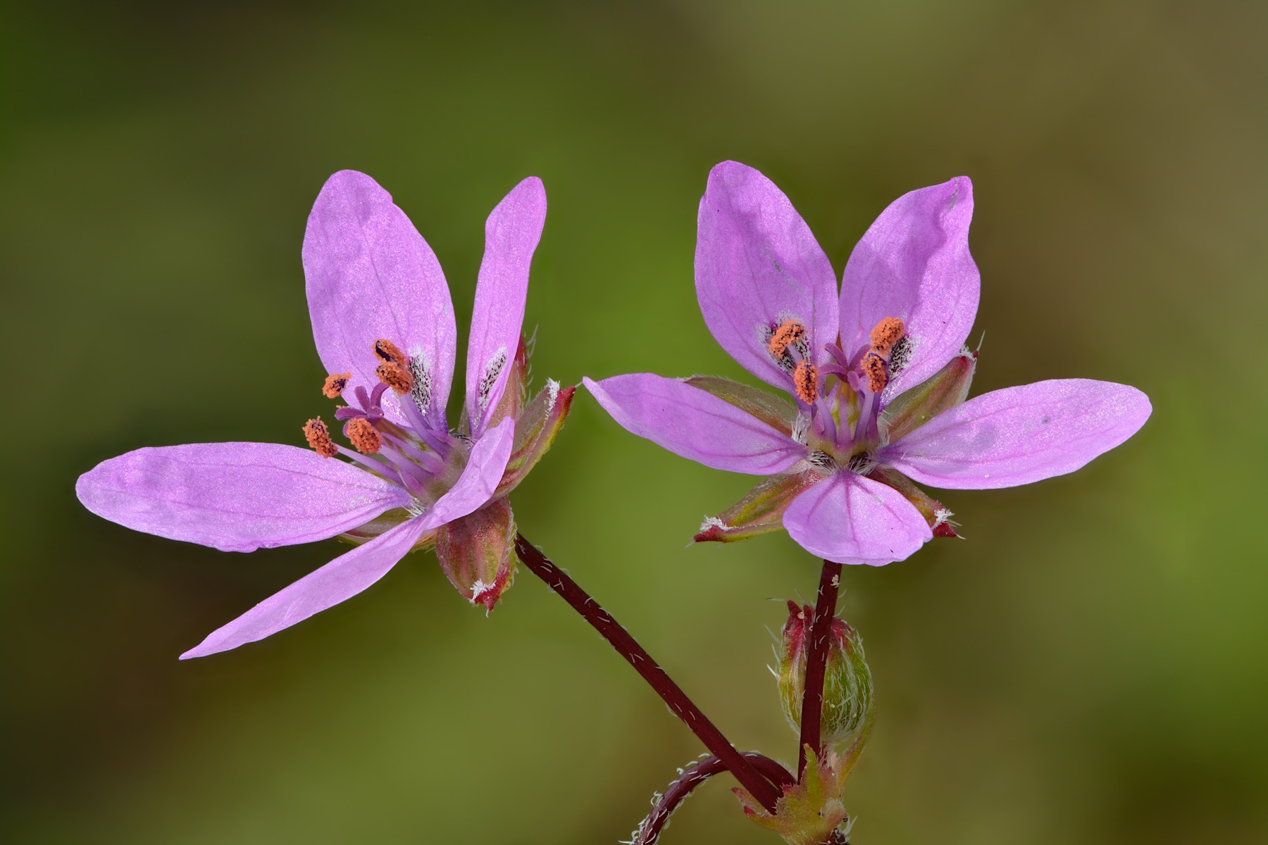 Redstem Stork's-bill — photo 22