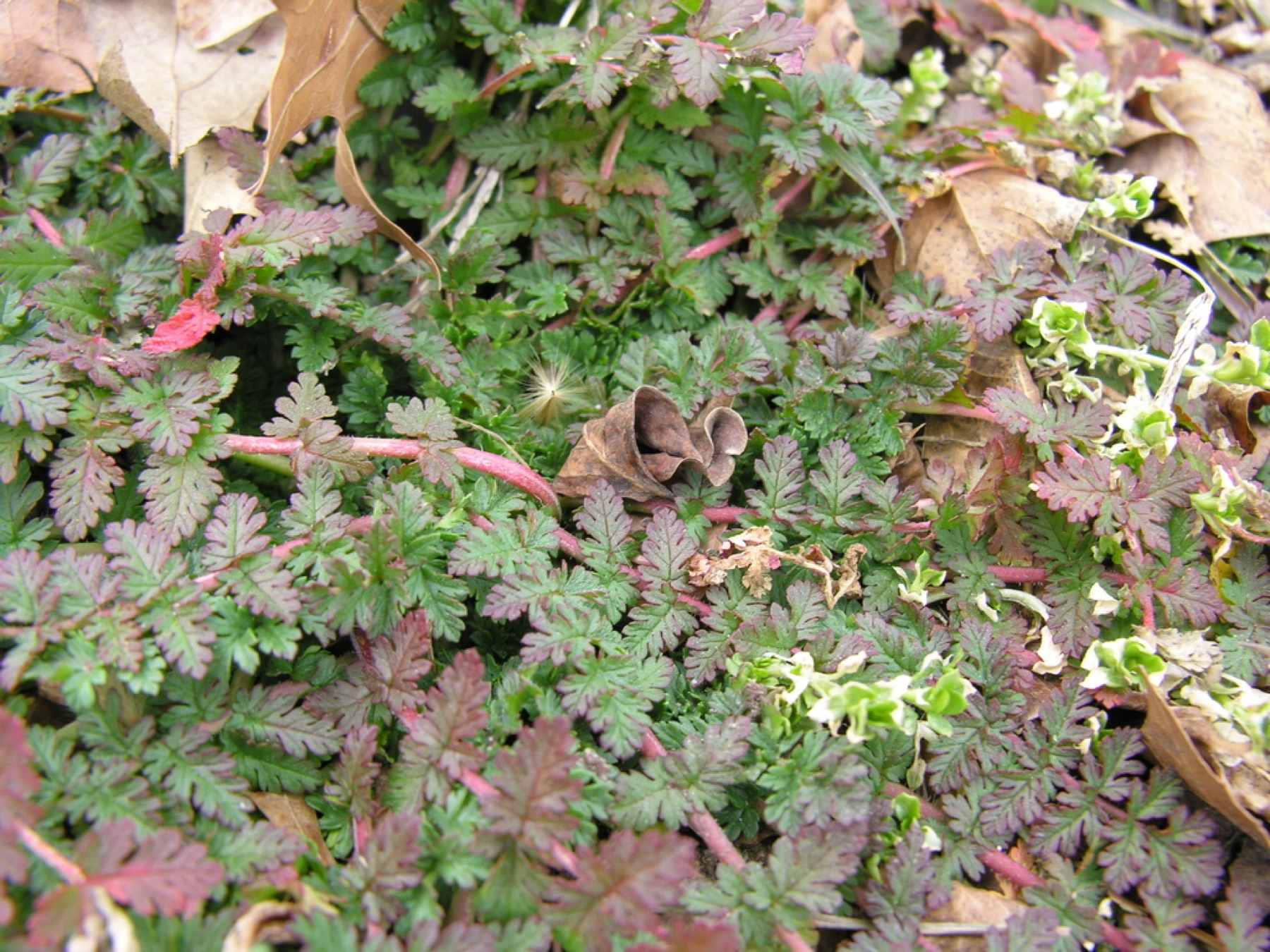 Redstem Stork's-bill