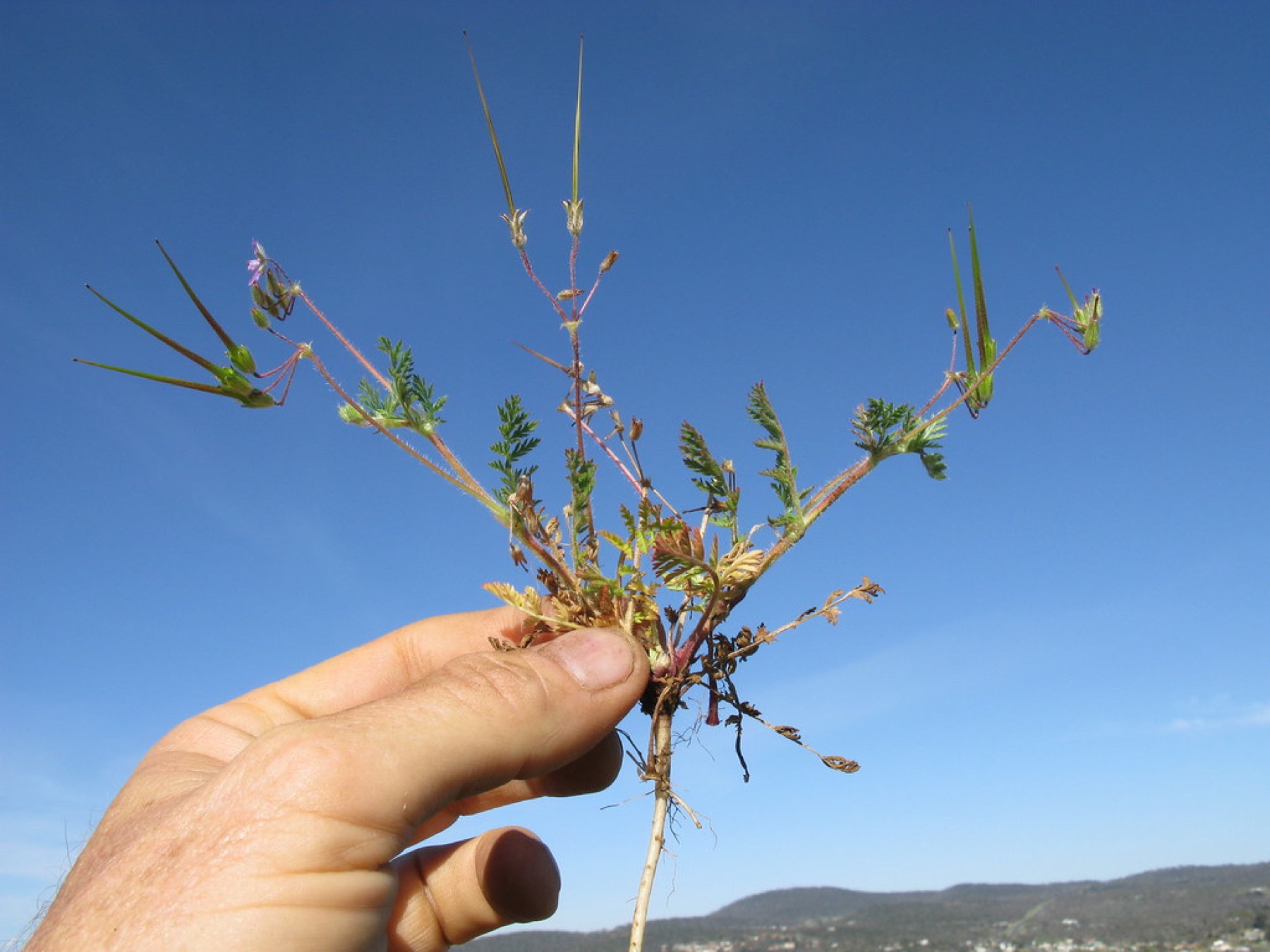 Redstem Stork's-bill — photo 2
