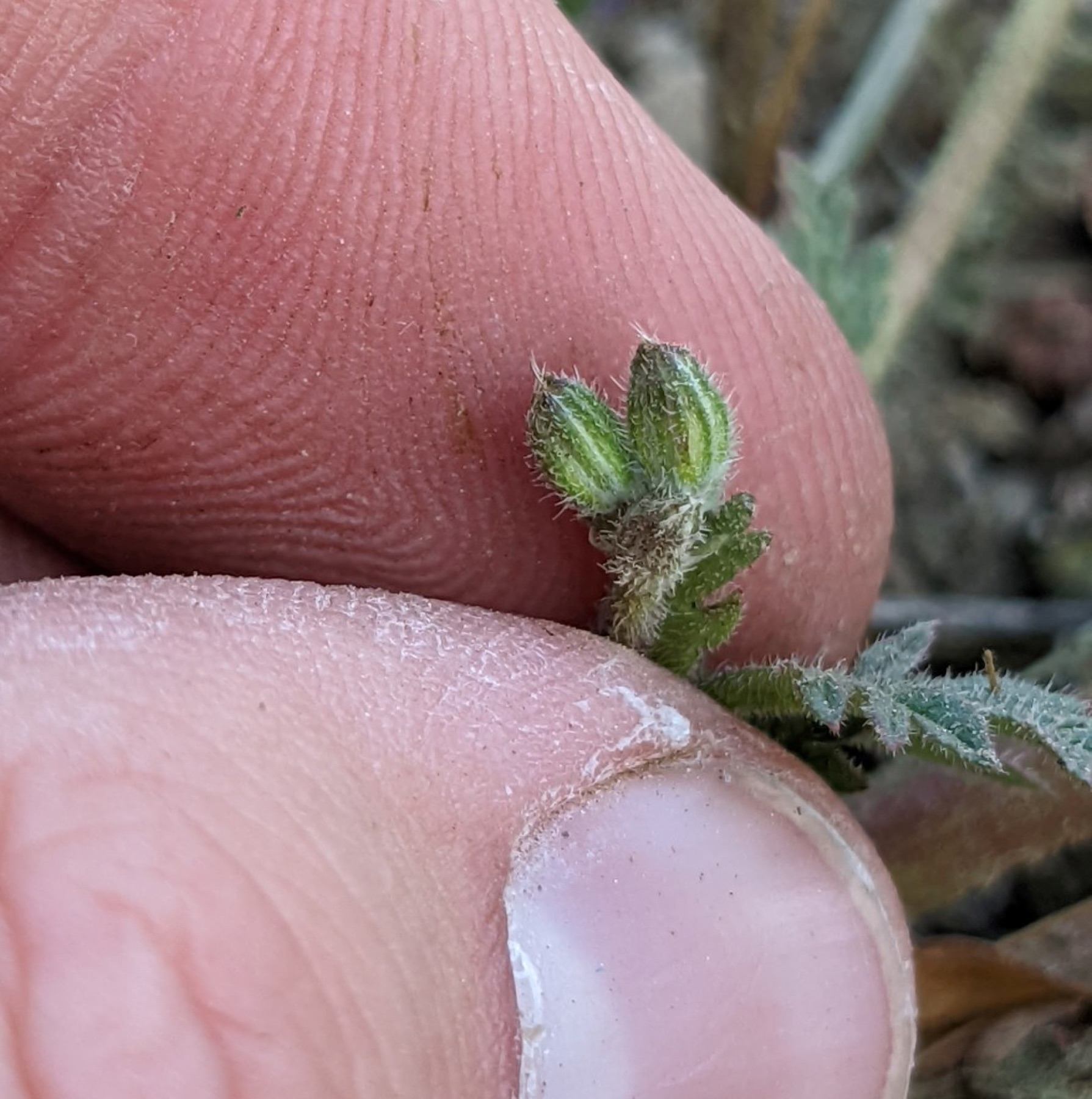Redstem Stork's-bill — photo 3