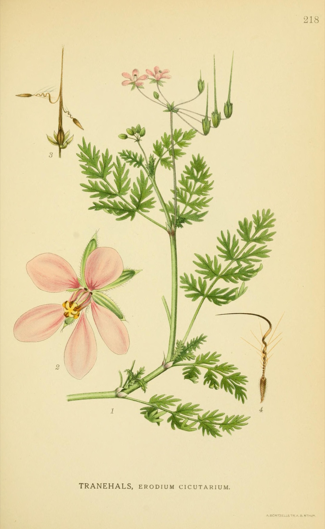 Redstem Stork's-bill — photo 5