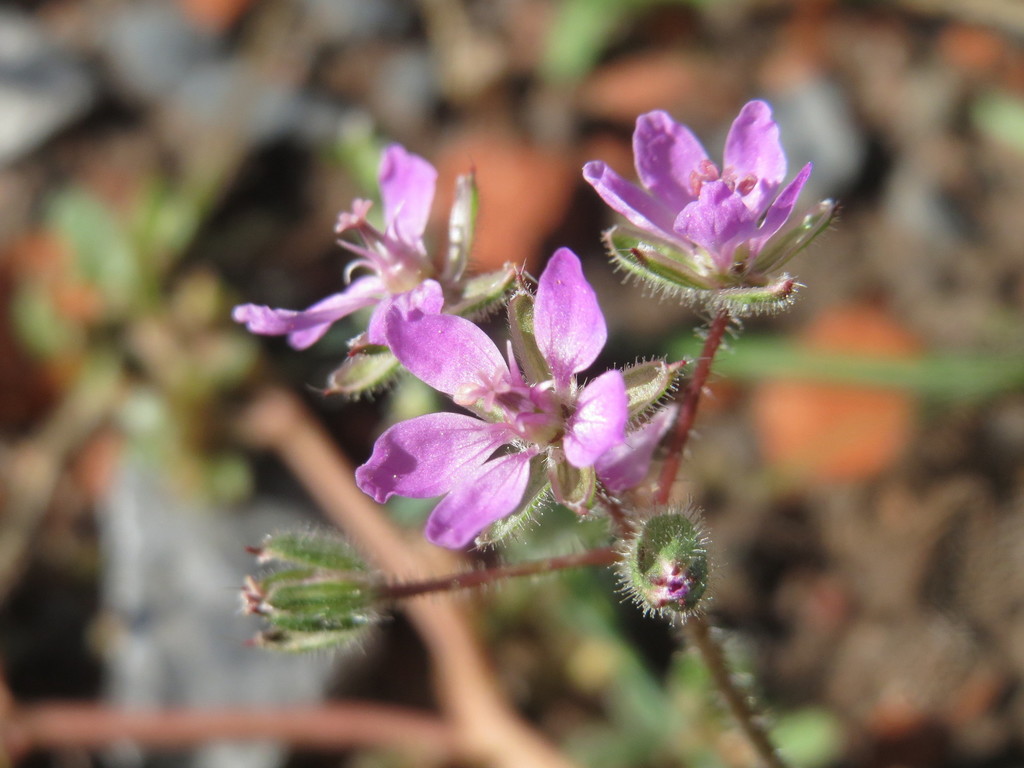 Redstem Stork's-bill — photo 24