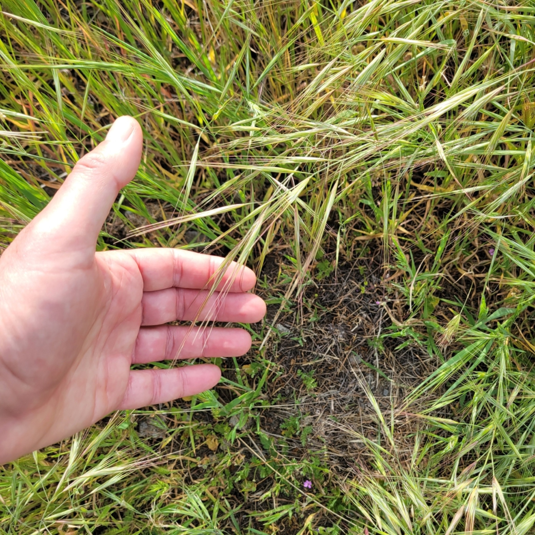 Ripgut Brome — photo 6