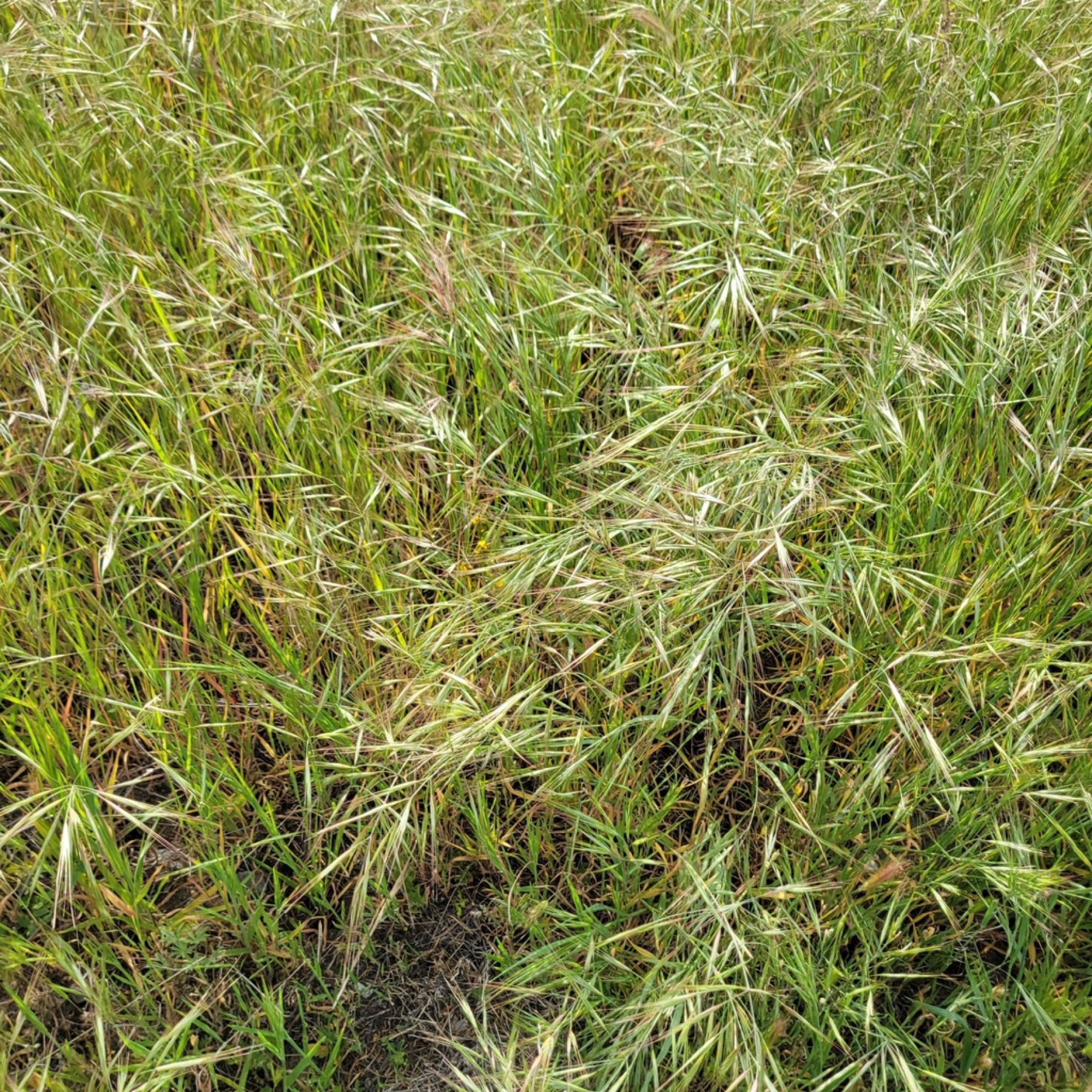 Ripgut Brome — photo 7