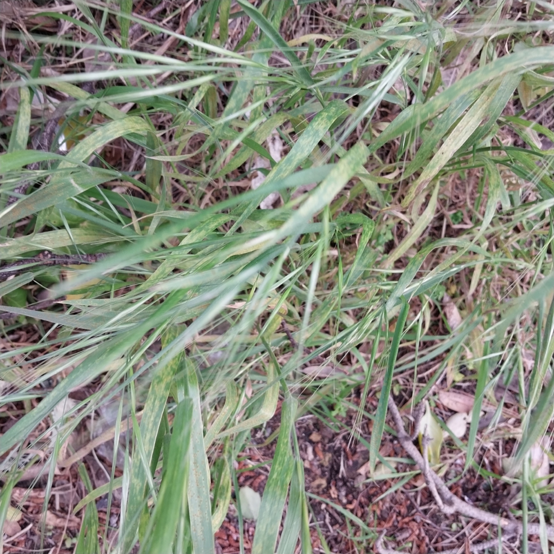Ripgut Brome — photo 8