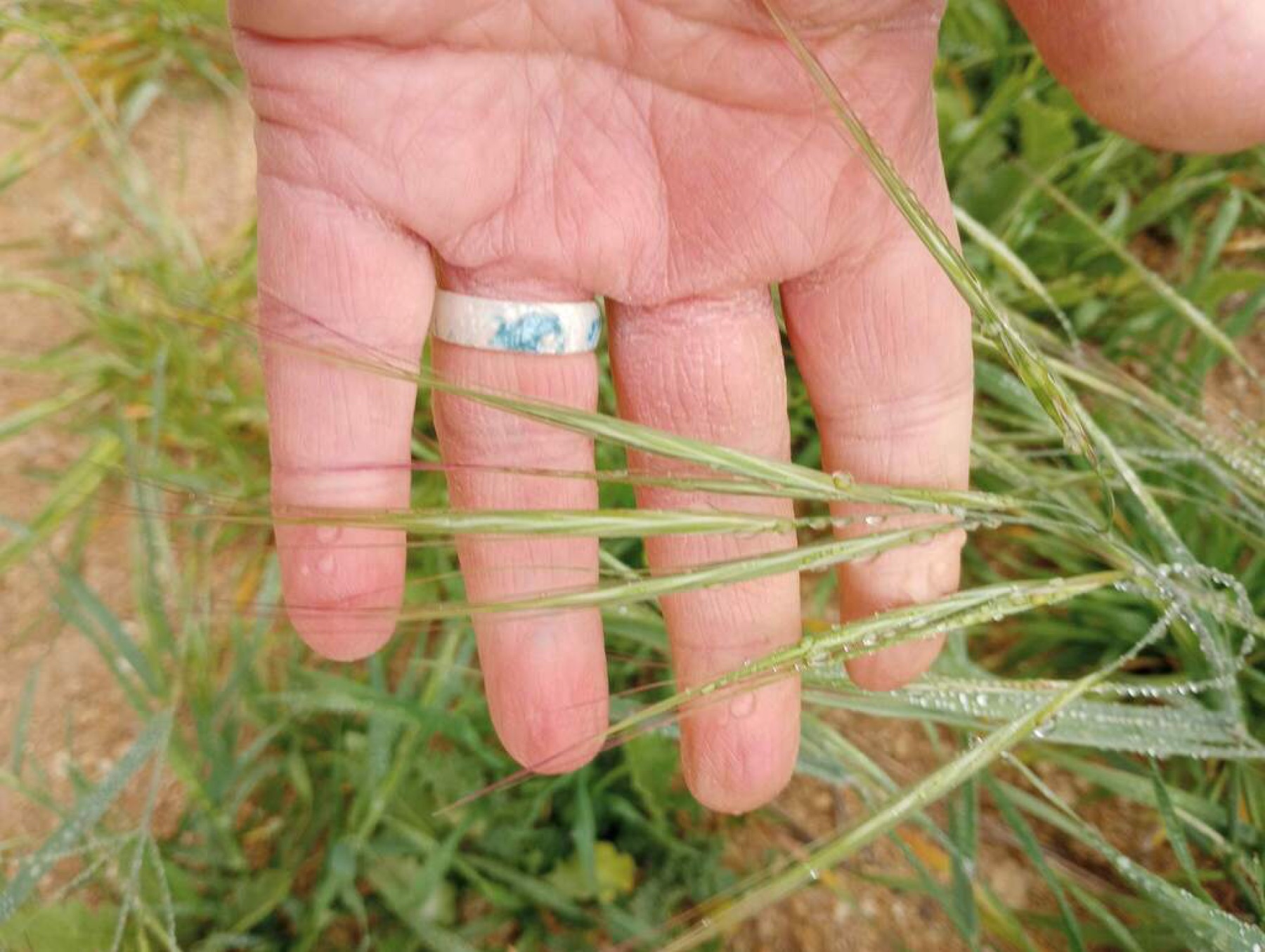 Ripgut Brome — photo 9