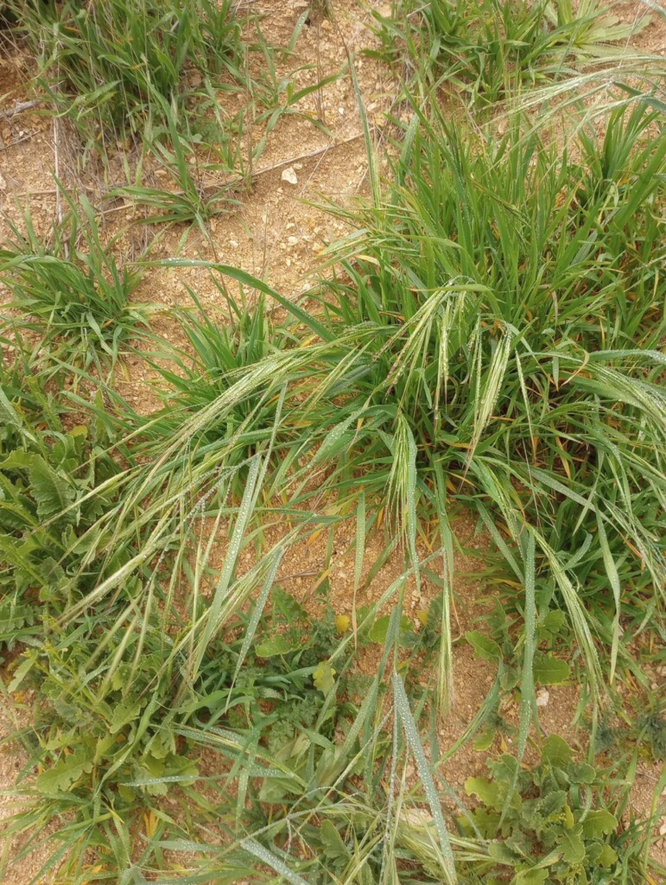 Ripgut Brome — photo 10
