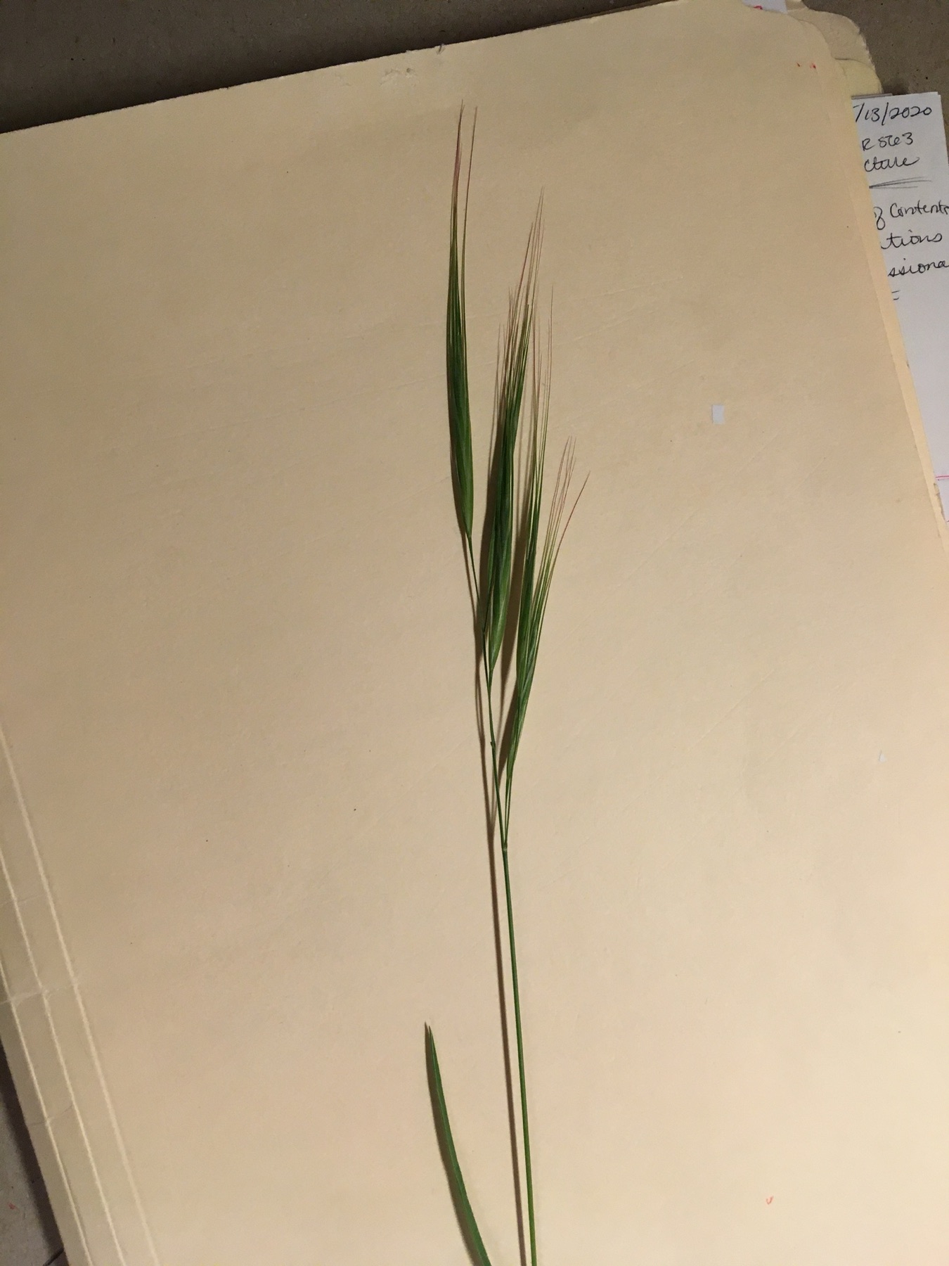 Ripgut Brome — photo 11