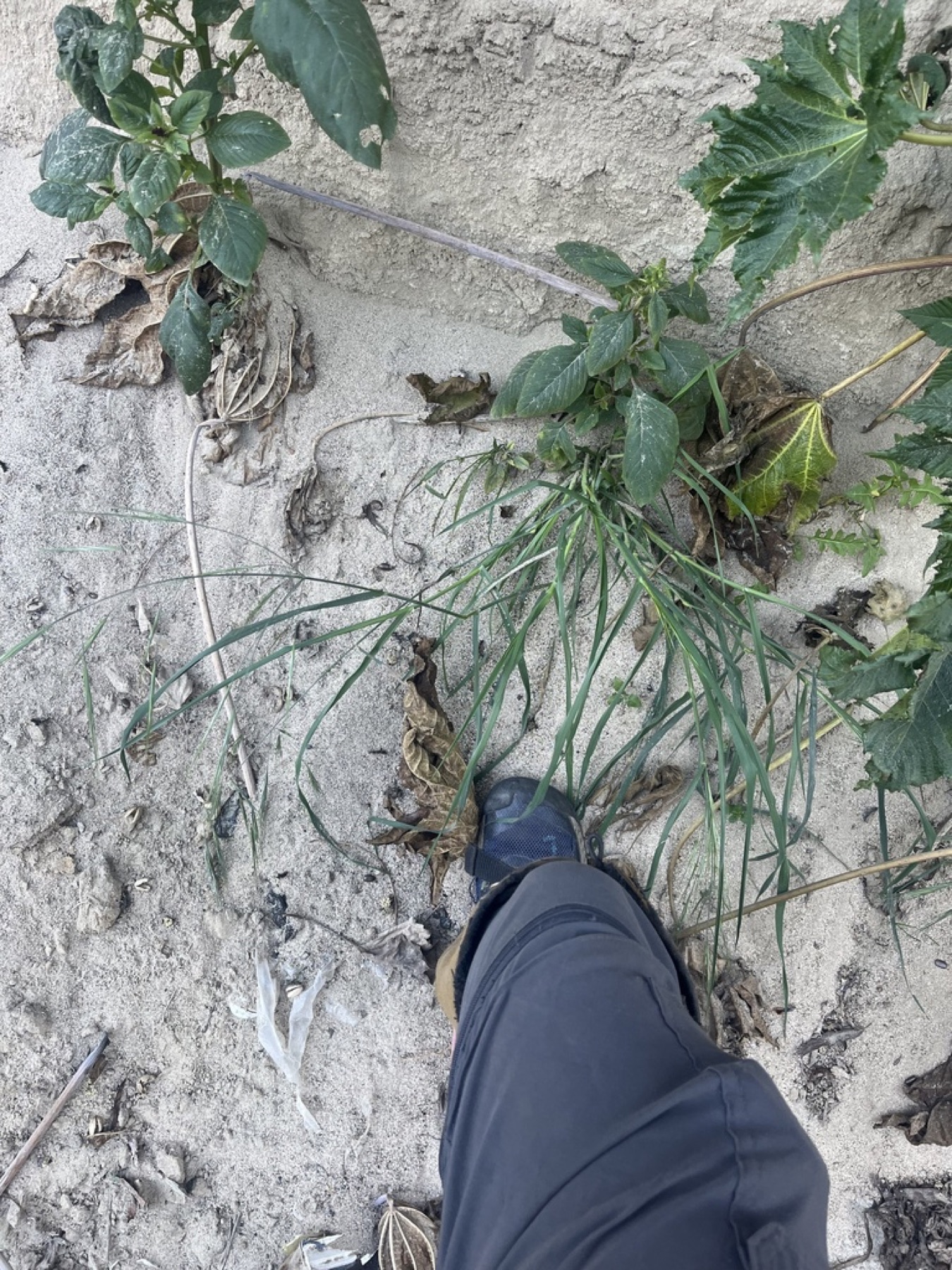 Ripgut Brome — photo 12