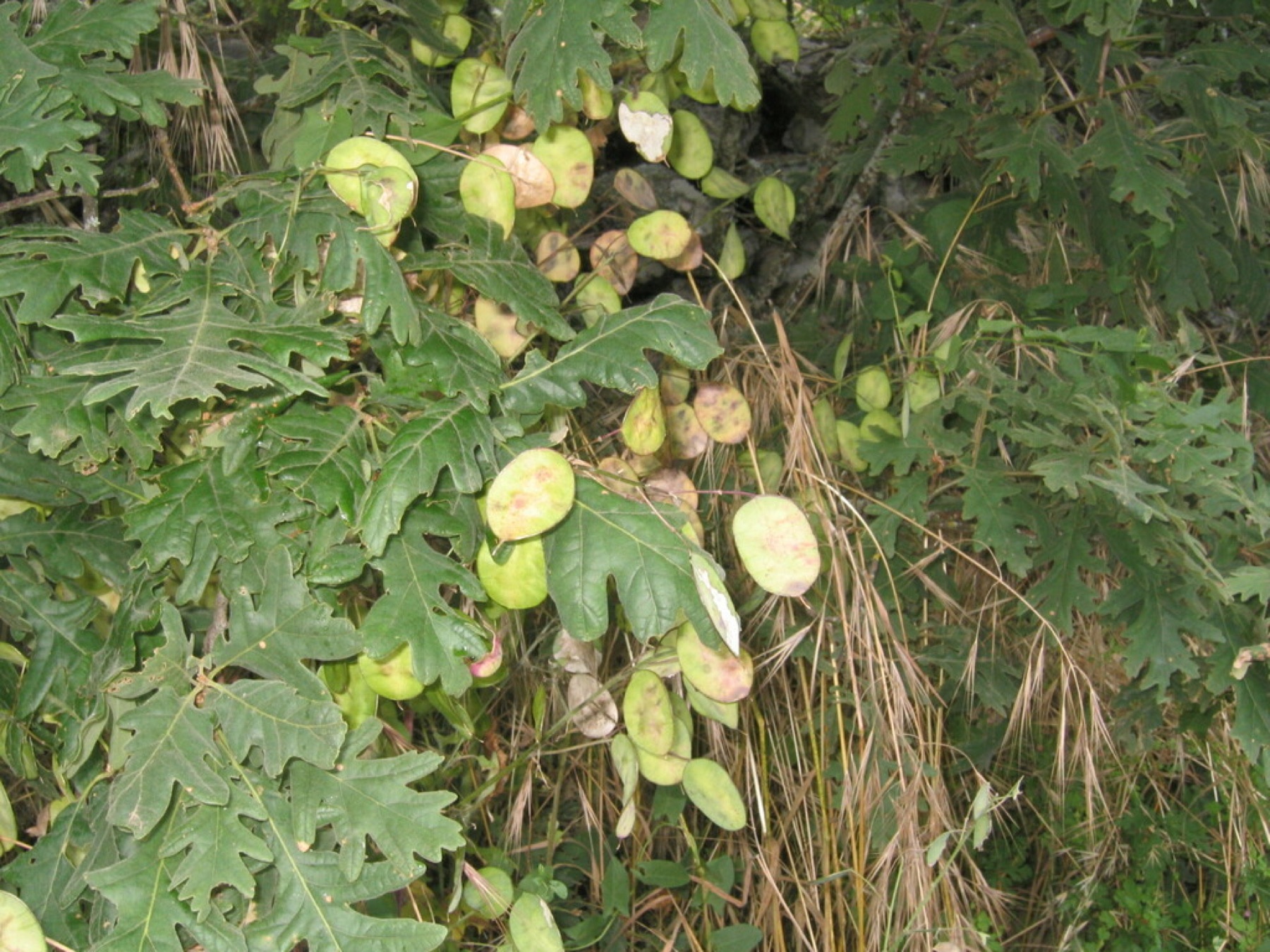 Ripgut Brome — photo 13