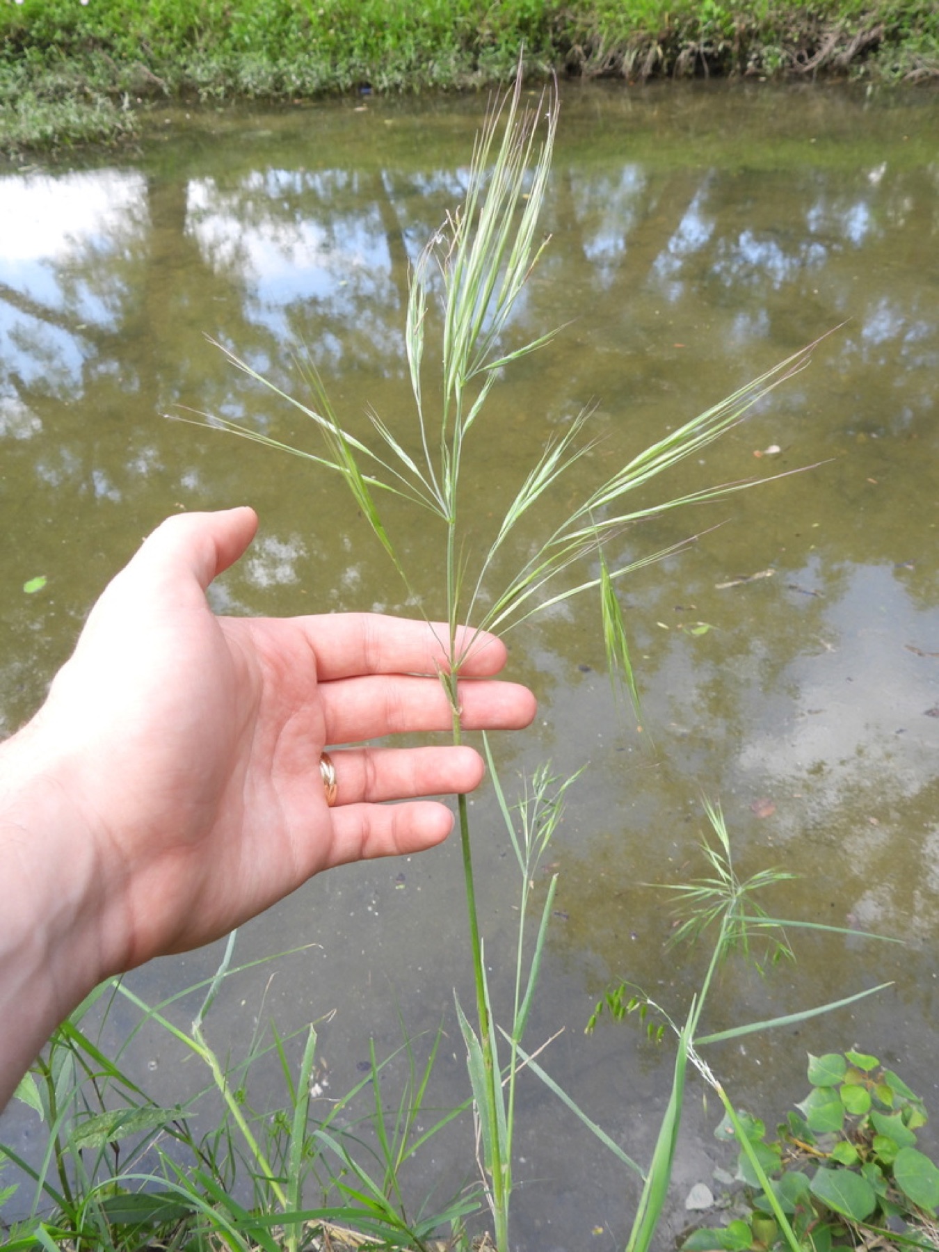 Ripgut Brome — photo 14