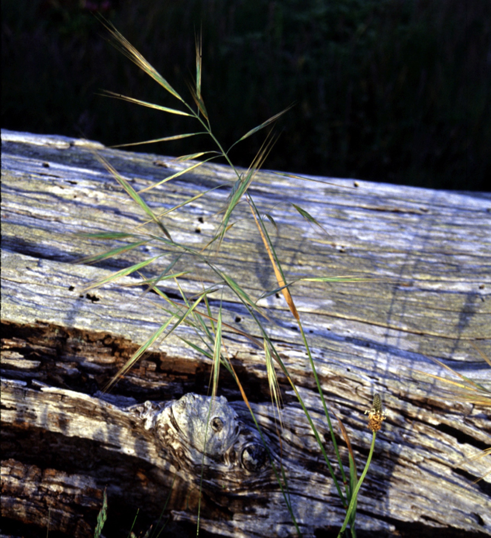 Ripgut Brome — photo 15