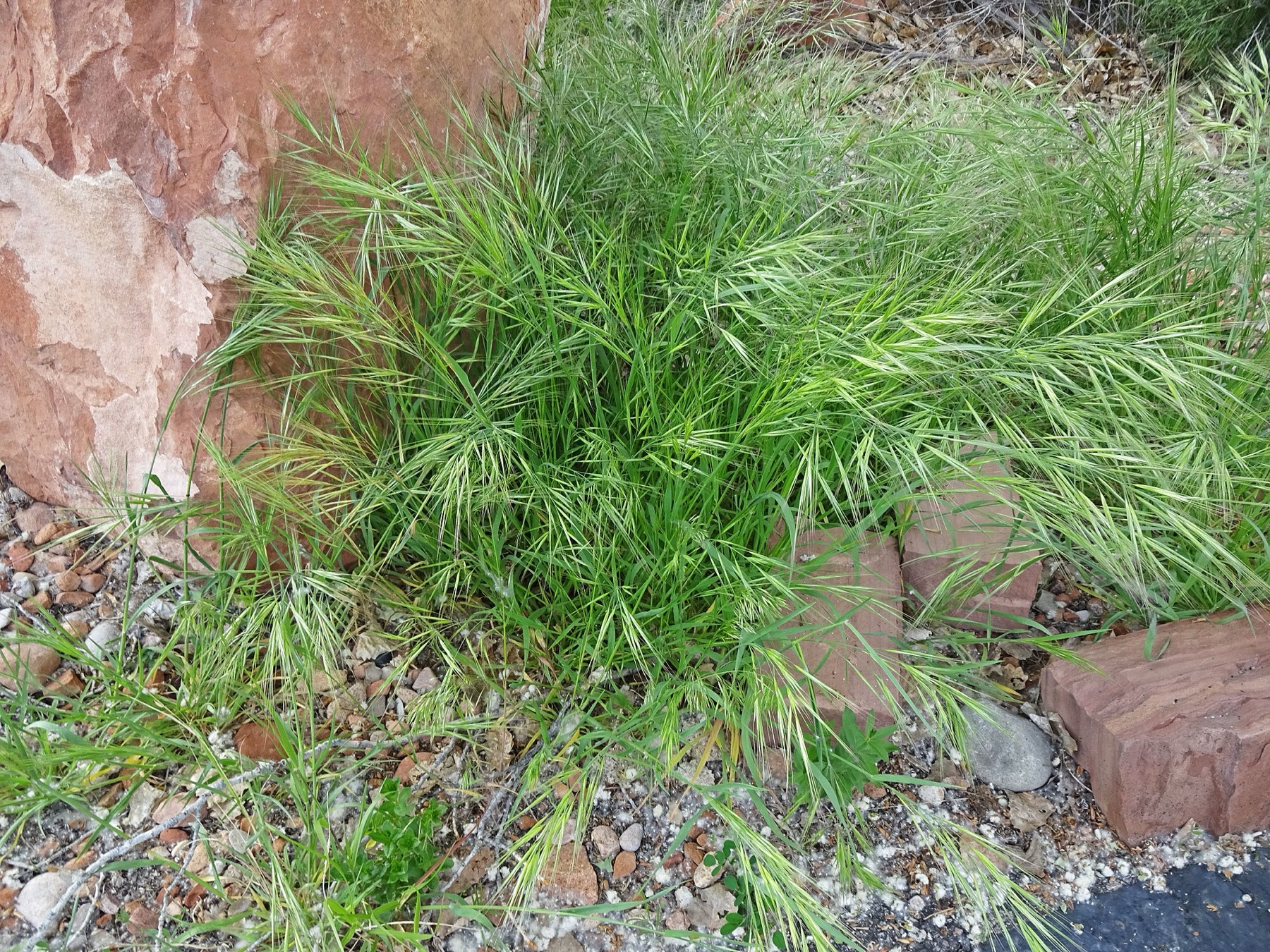 Ripgut Brome — photo 16