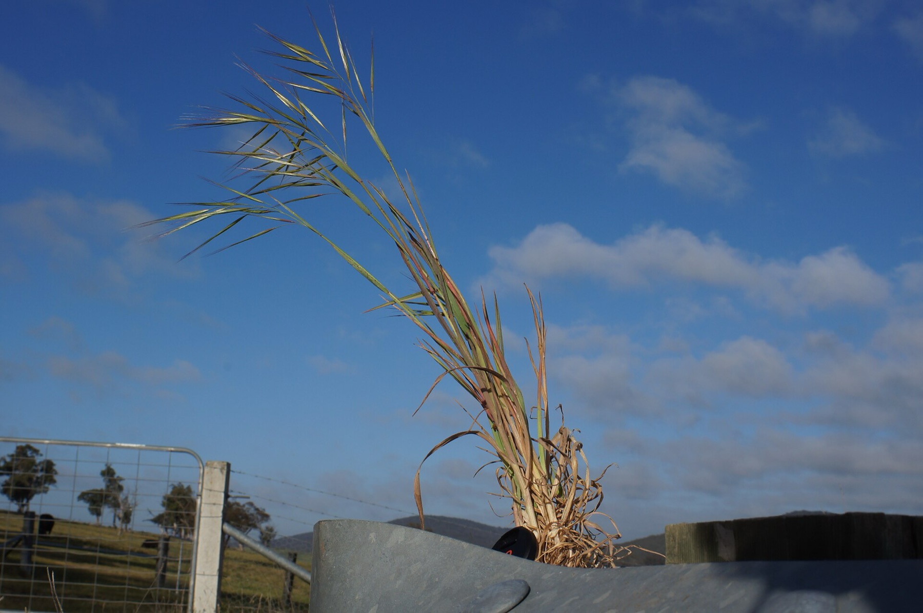 Ripgut Brome — photo 17