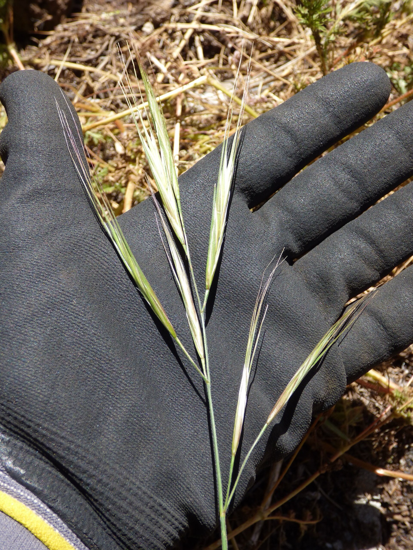 Ripgut Brome — photo 18