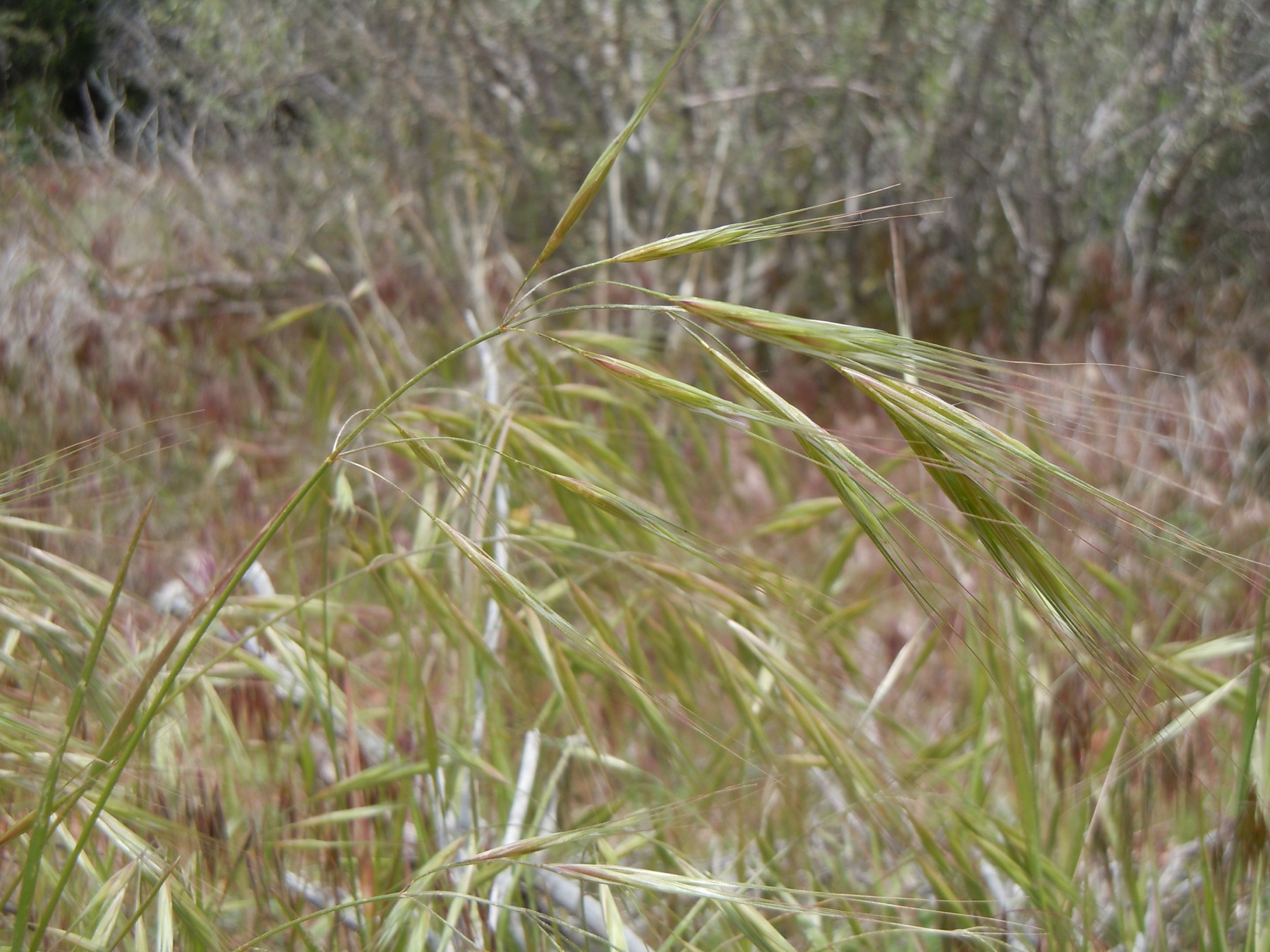 Ripgut Brome — photo 19