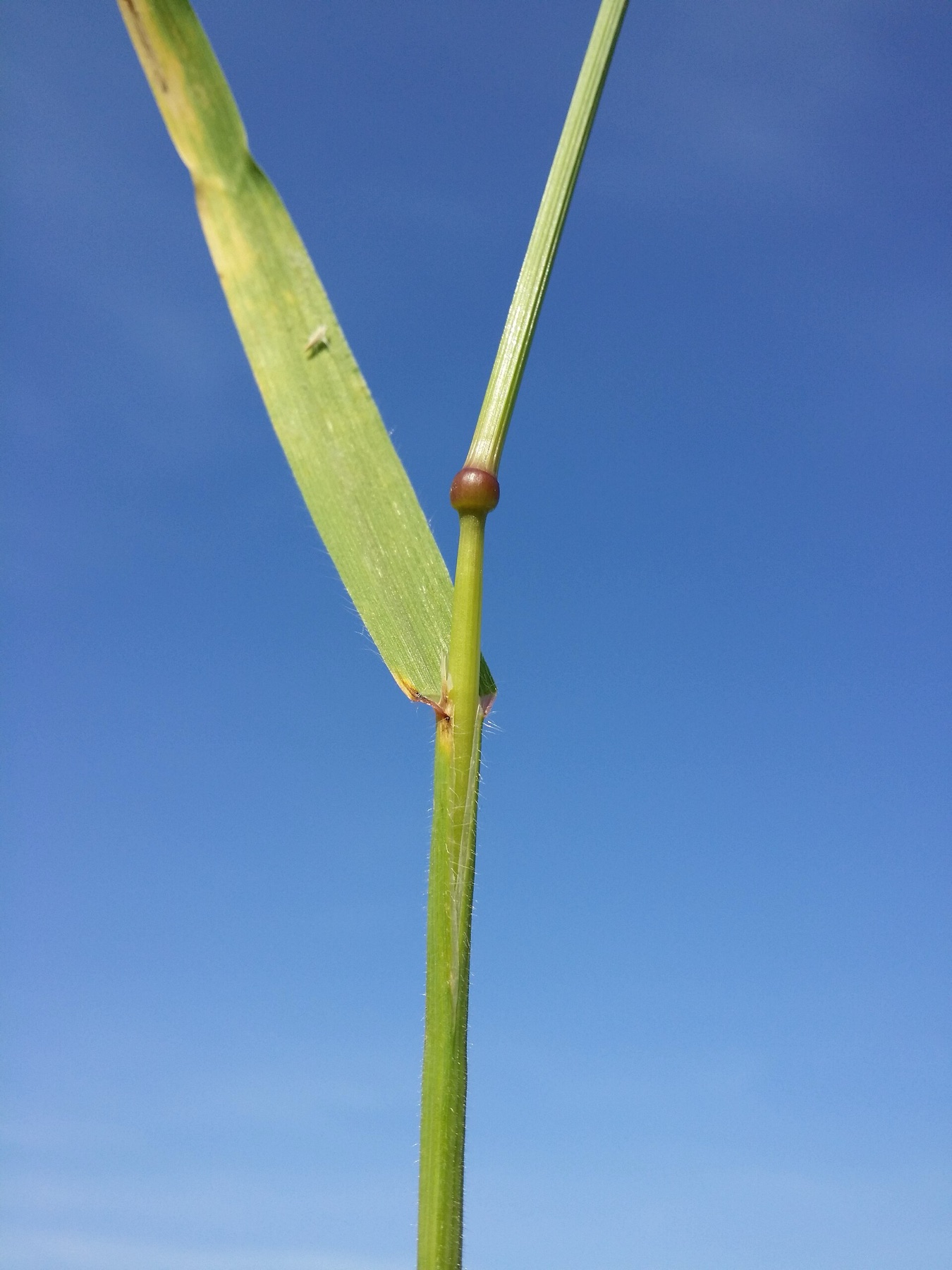 Ripgut Brome — photo 20
