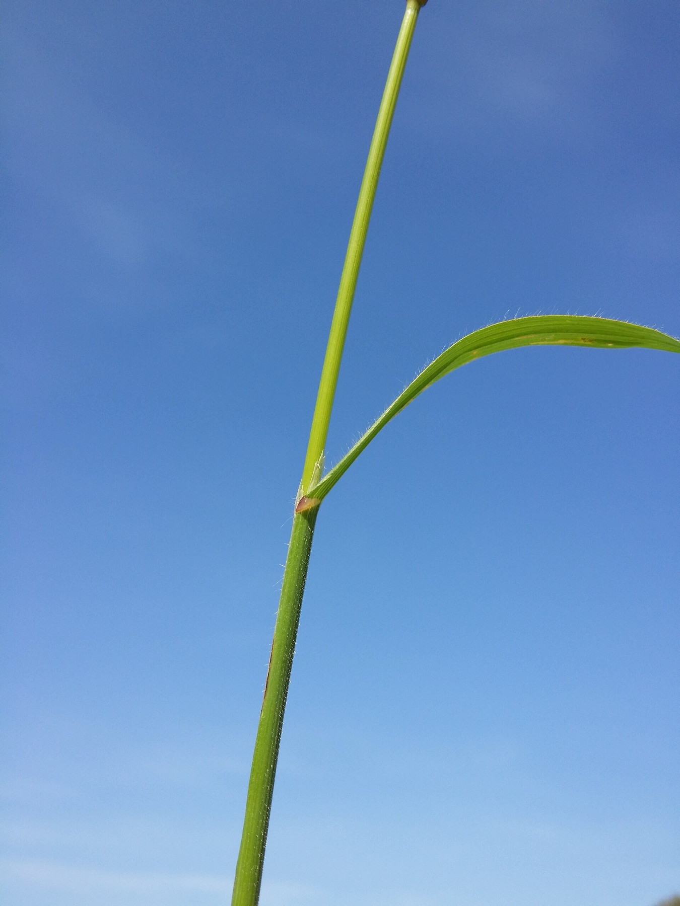Ripgut Brome — photo 21