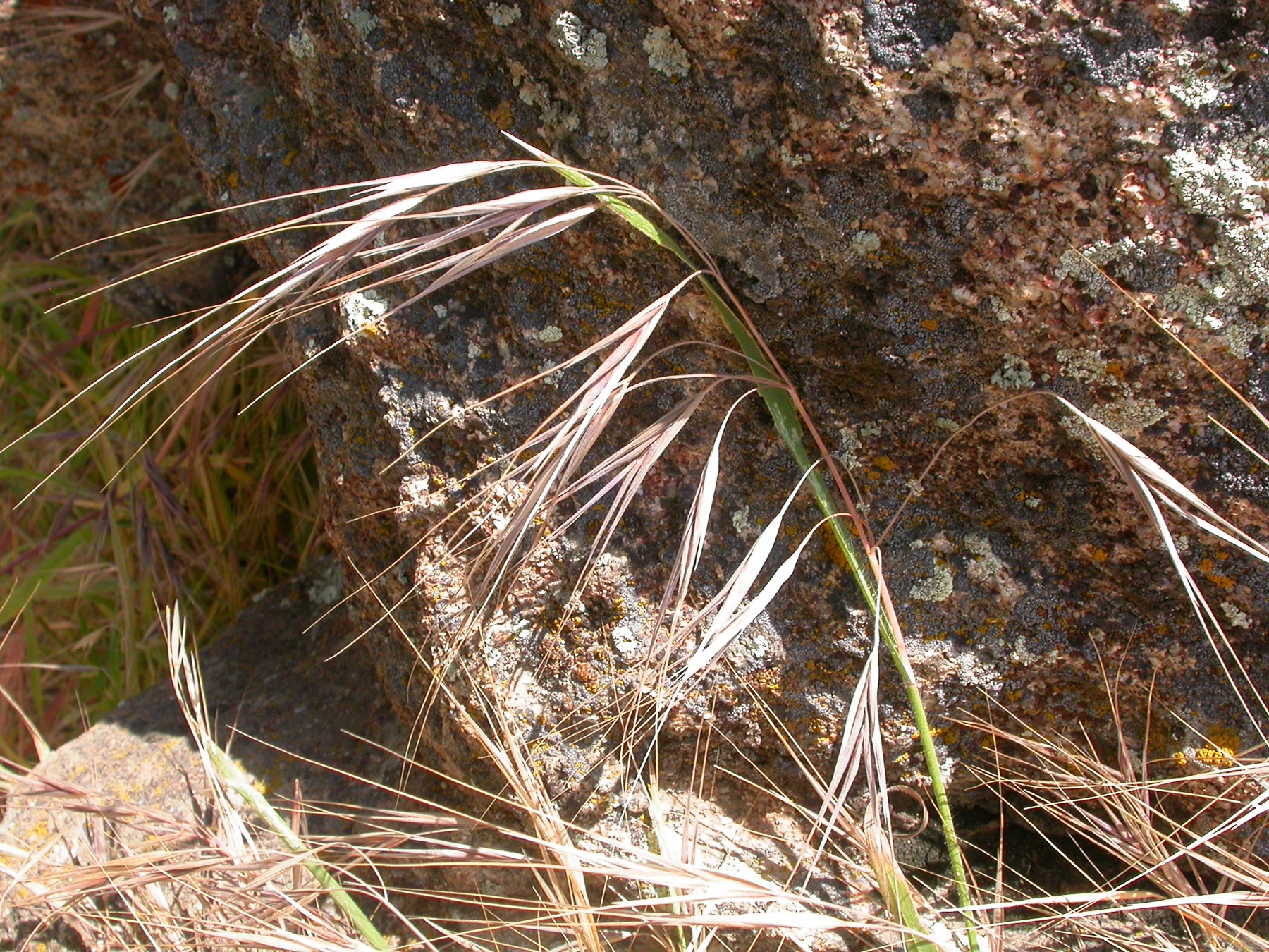 Ripgut Brome — photo 22