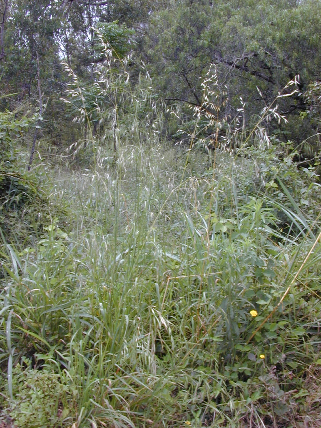 Ripgut Brome — photo 23