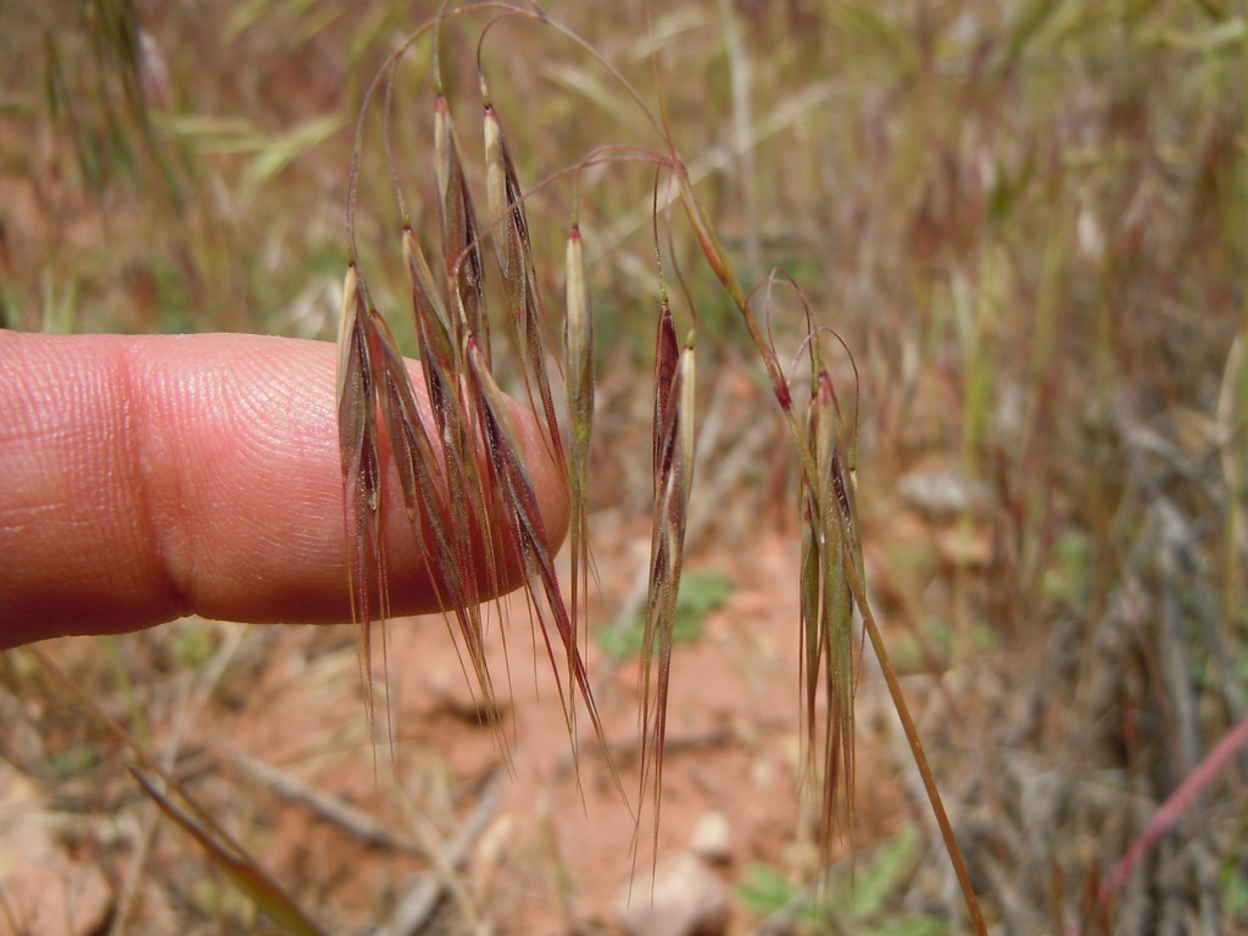 Ripgut Brome — photo 24