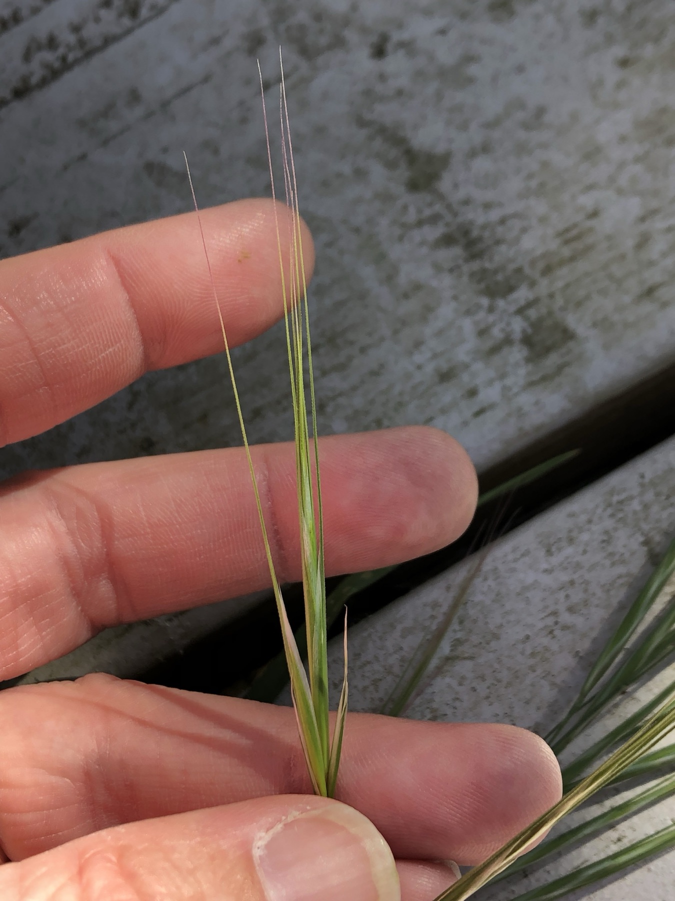 Ripgut Brome