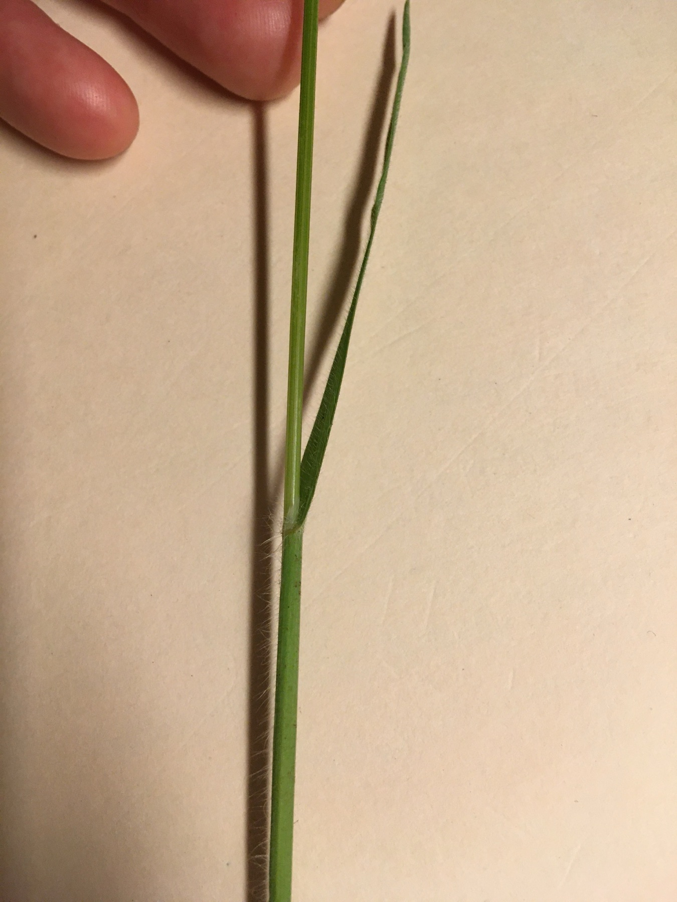 Ripgut Brome — photo 2