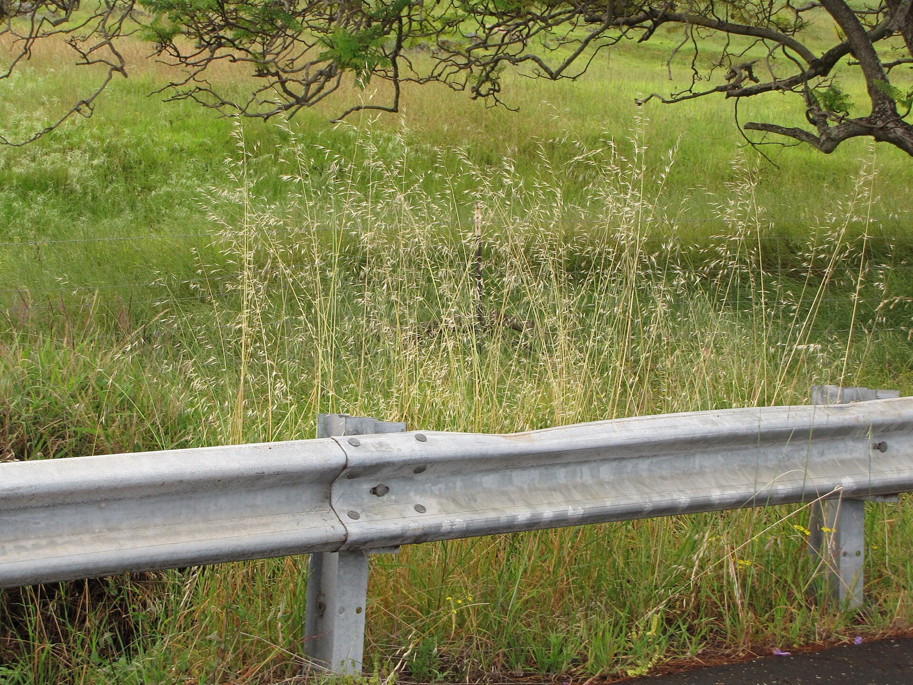 Ripgut Brome — photo 3