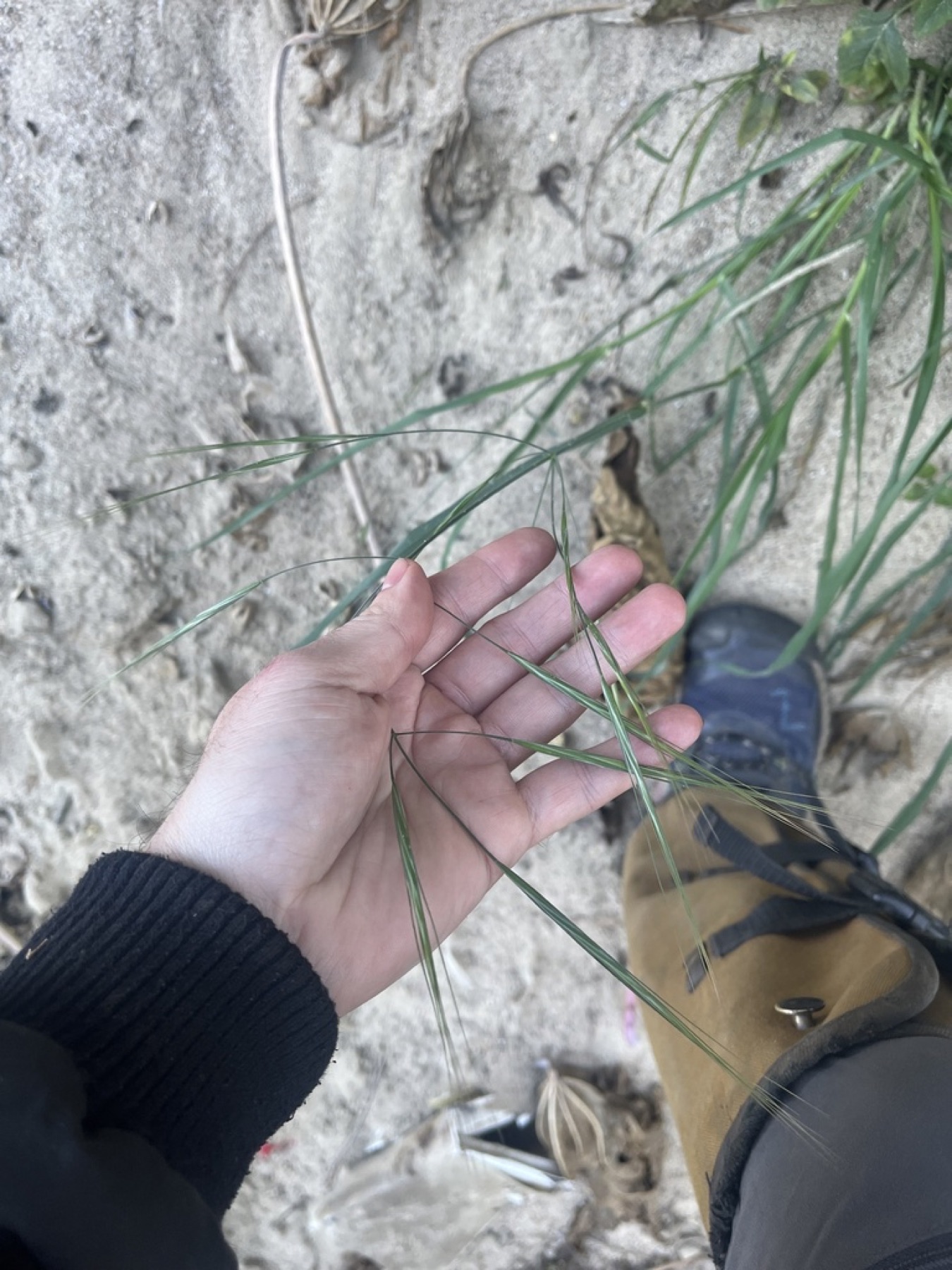 Ripgut Brome — photo 4