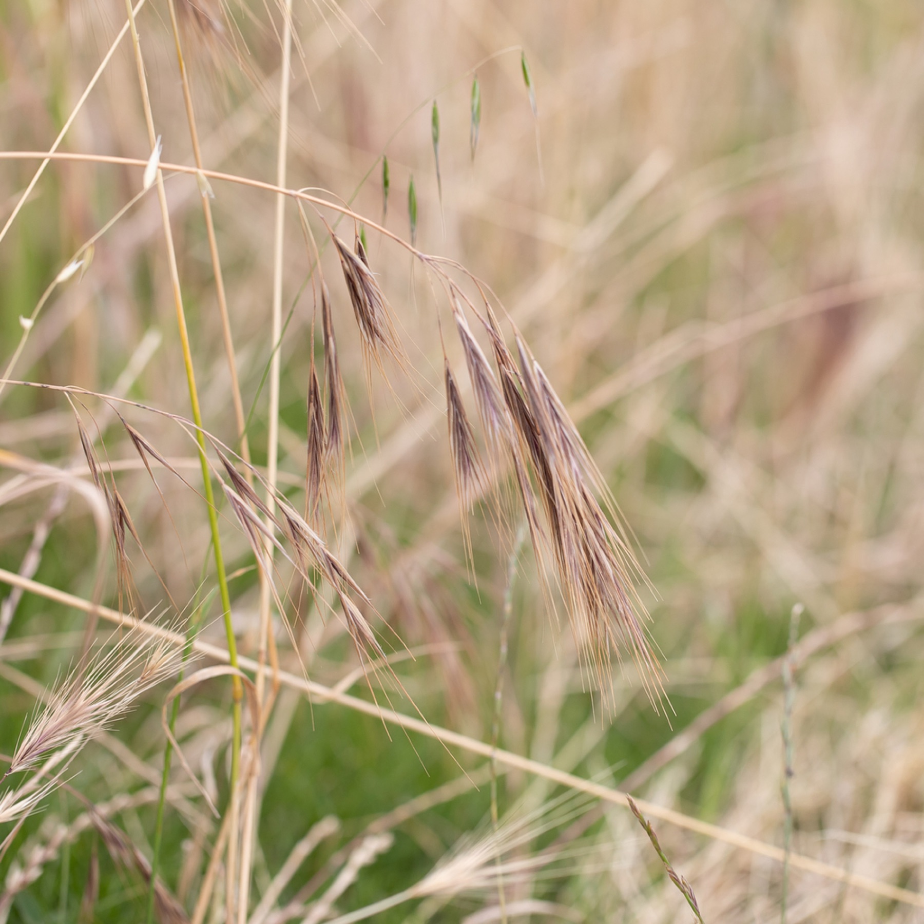 Ripgut Brome — photo 5