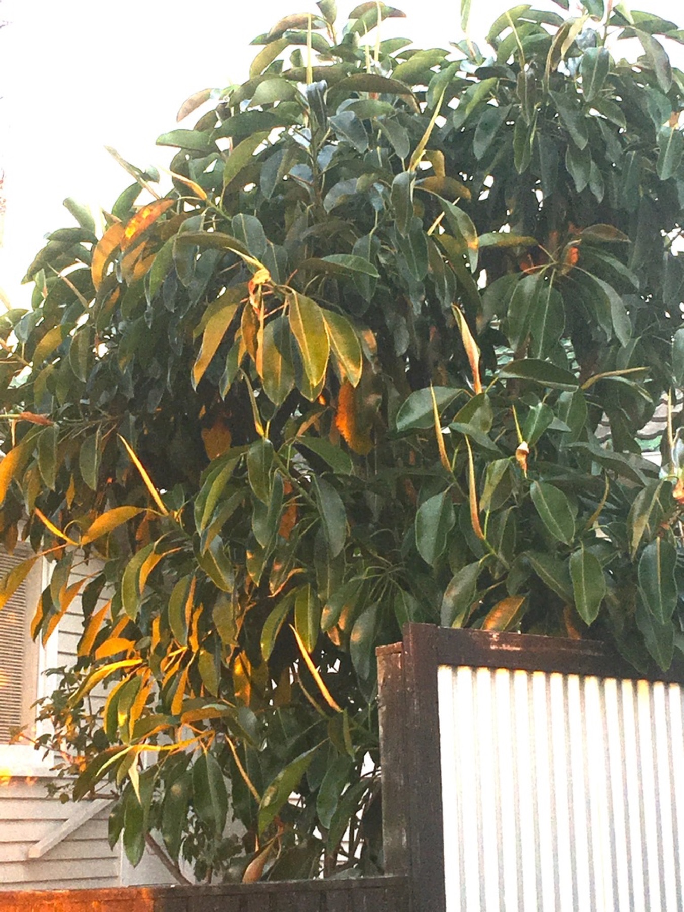 Rubber Plant — photo 7