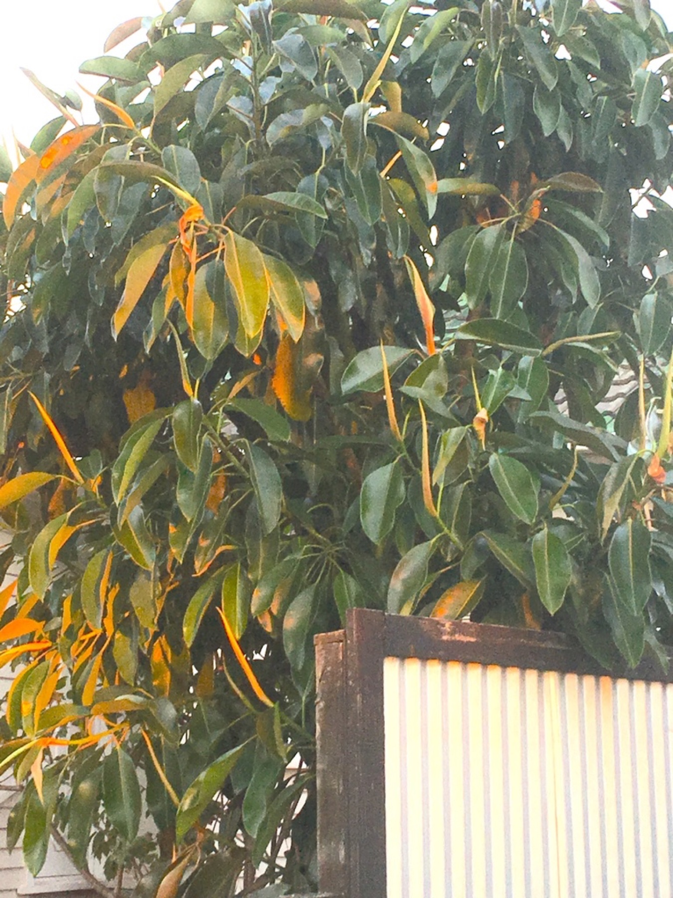 Rubber Plant — photo 8