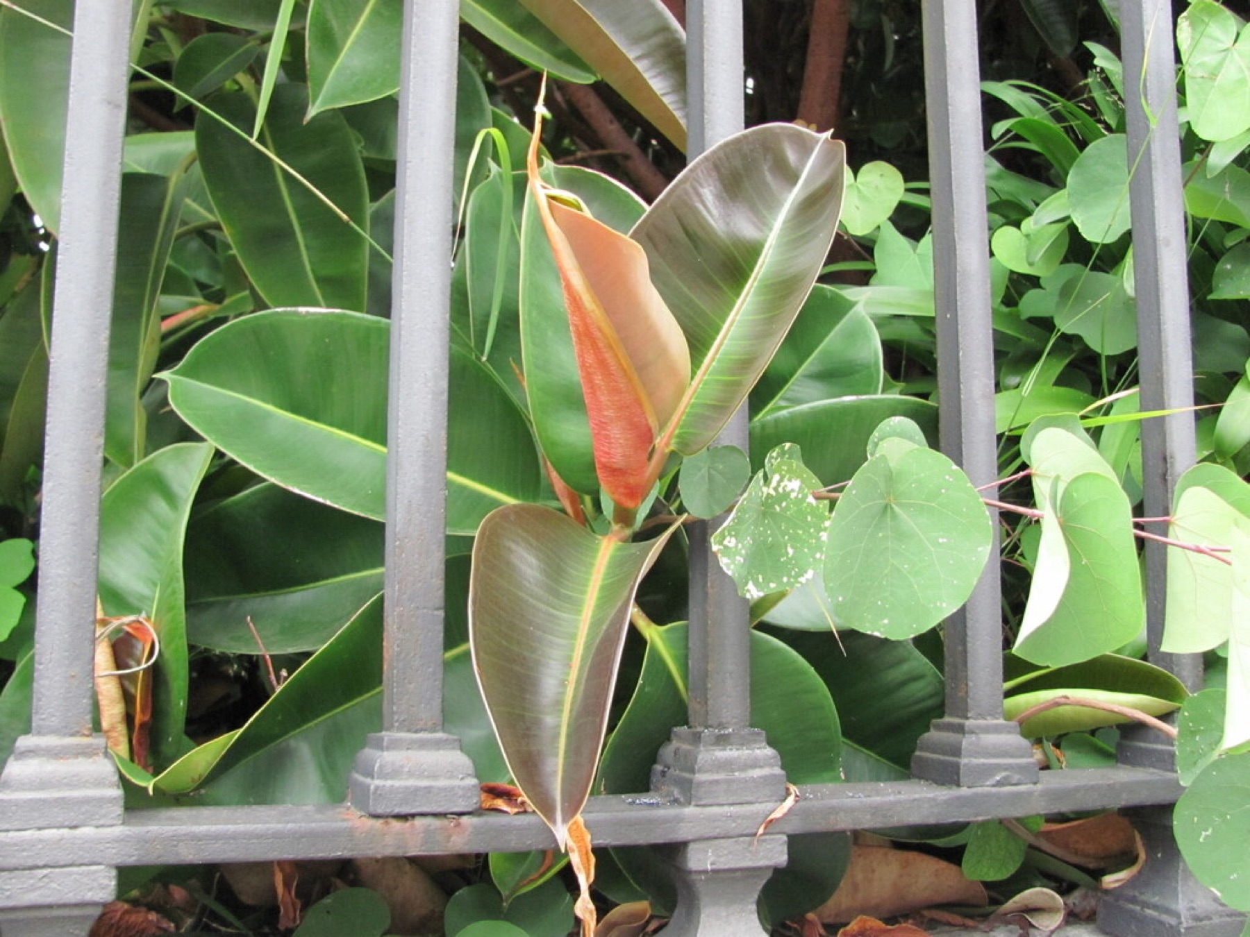 Rubber Plant — photo 9