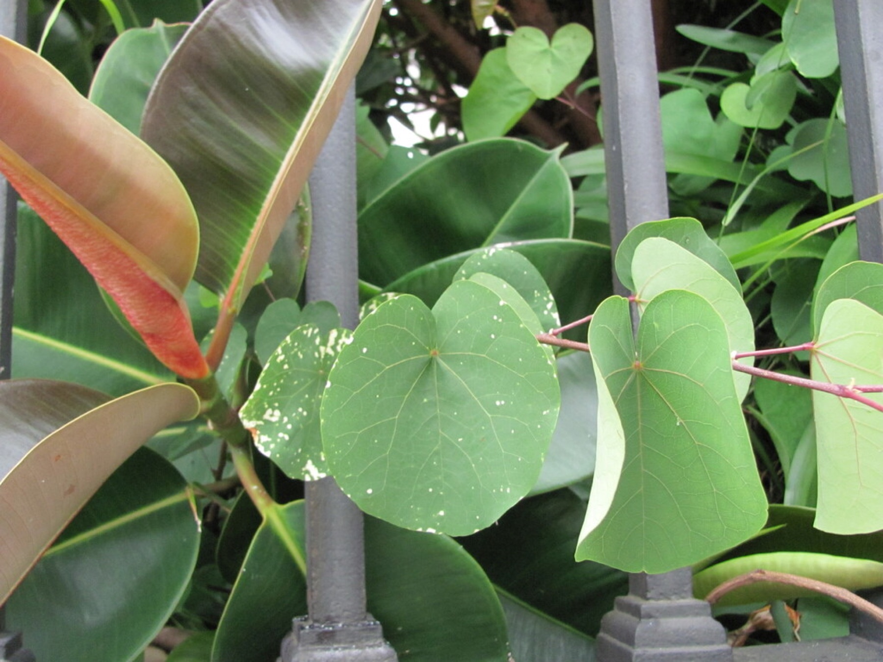 Rubber Plant — photo 10
