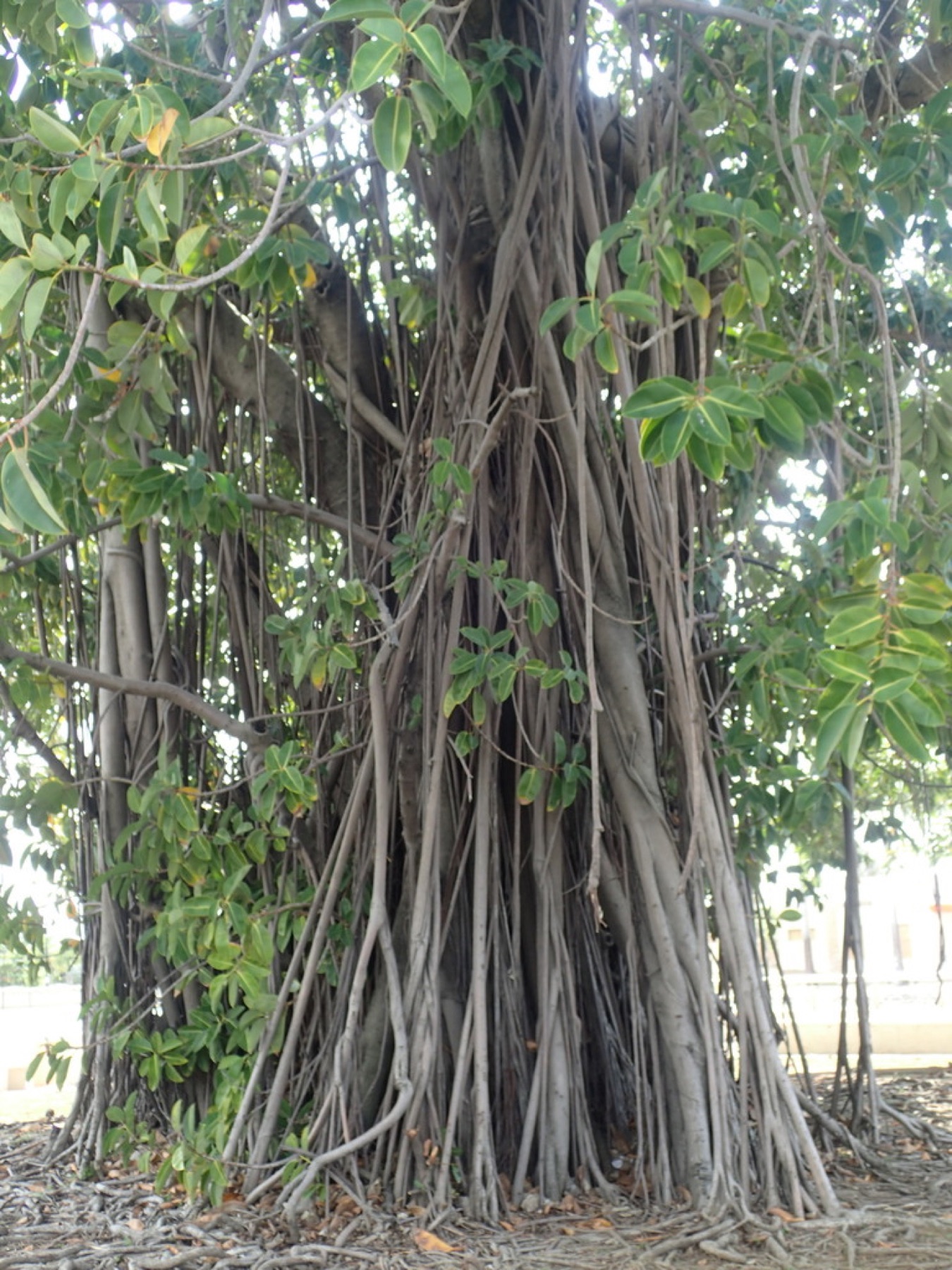 Rubber Plant — photo 12