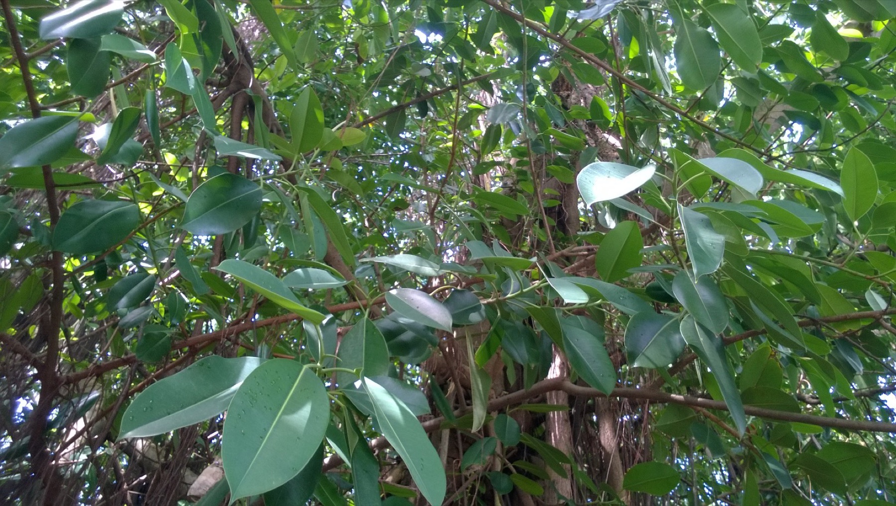 Rubber Plant — photo 14
