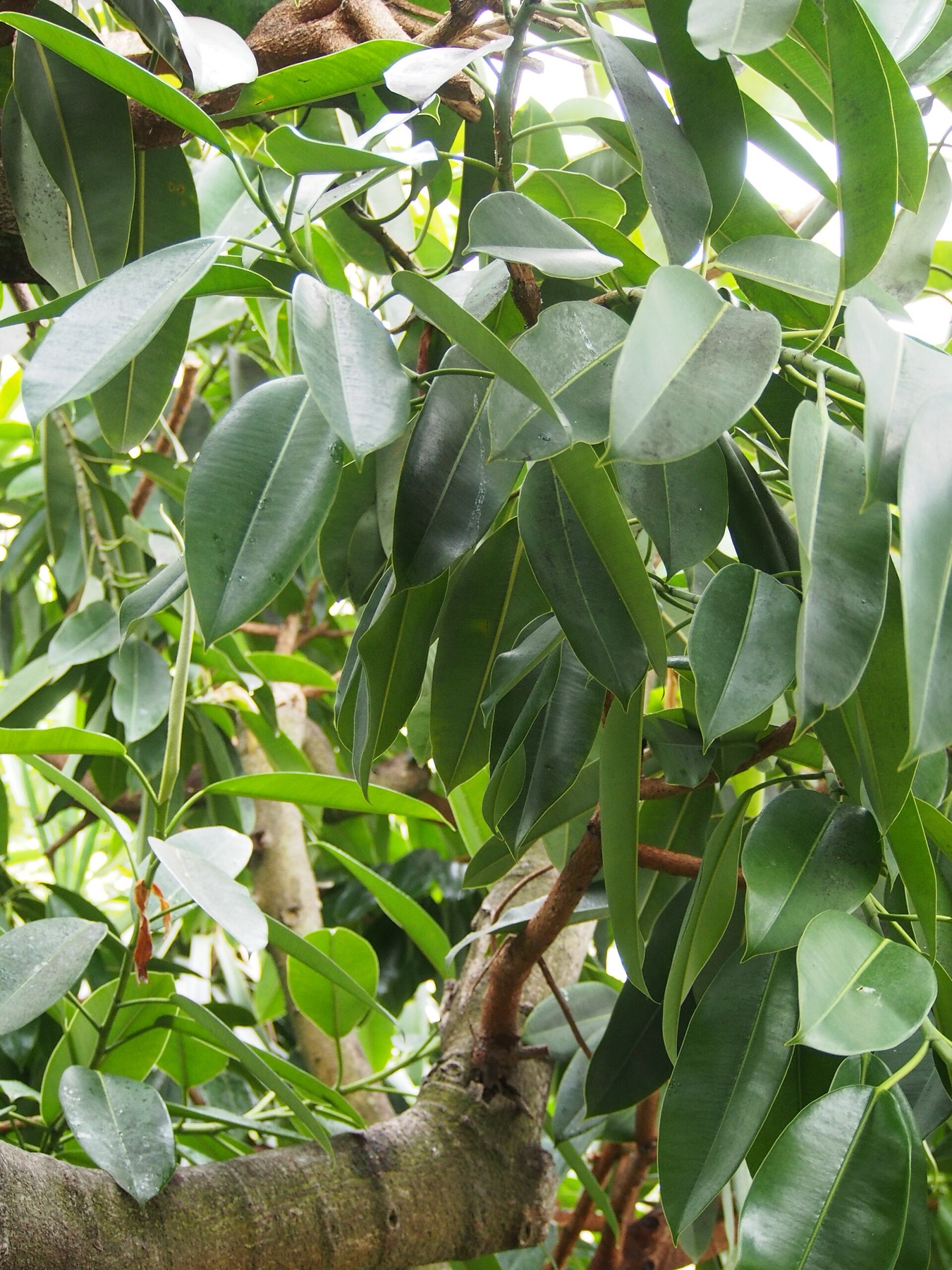 Rubber Plant — photo 15