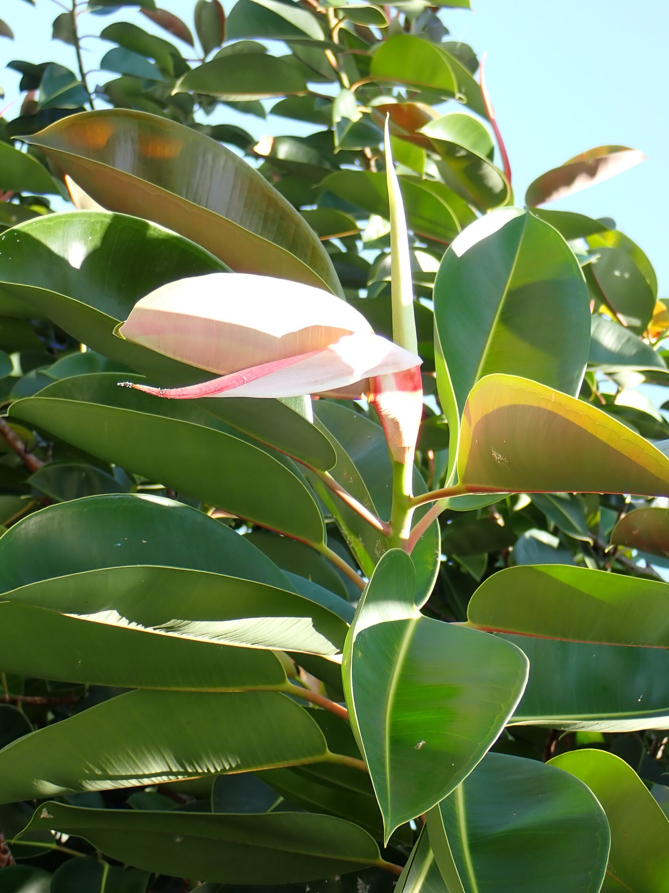 Rubber Plant — photo 16