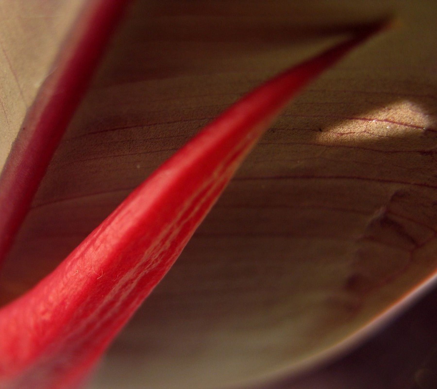 Rubber Plant — photo 17