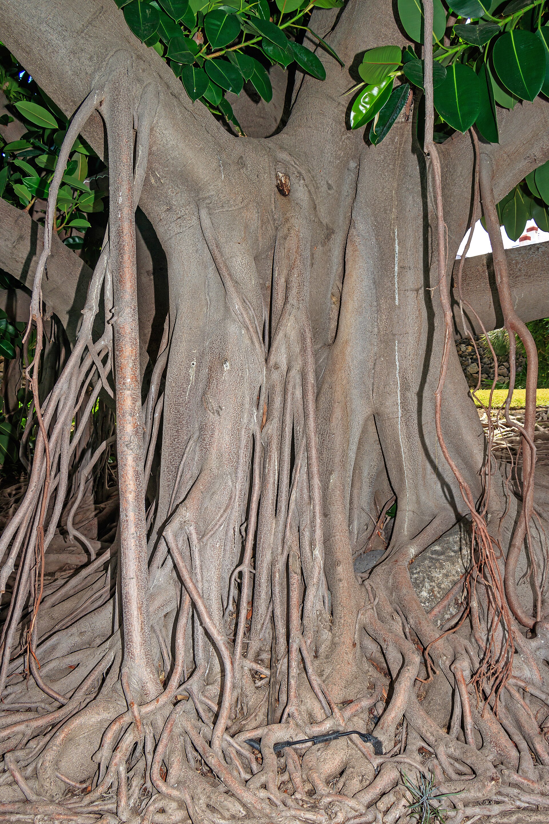 Rubber Plant — photo 20