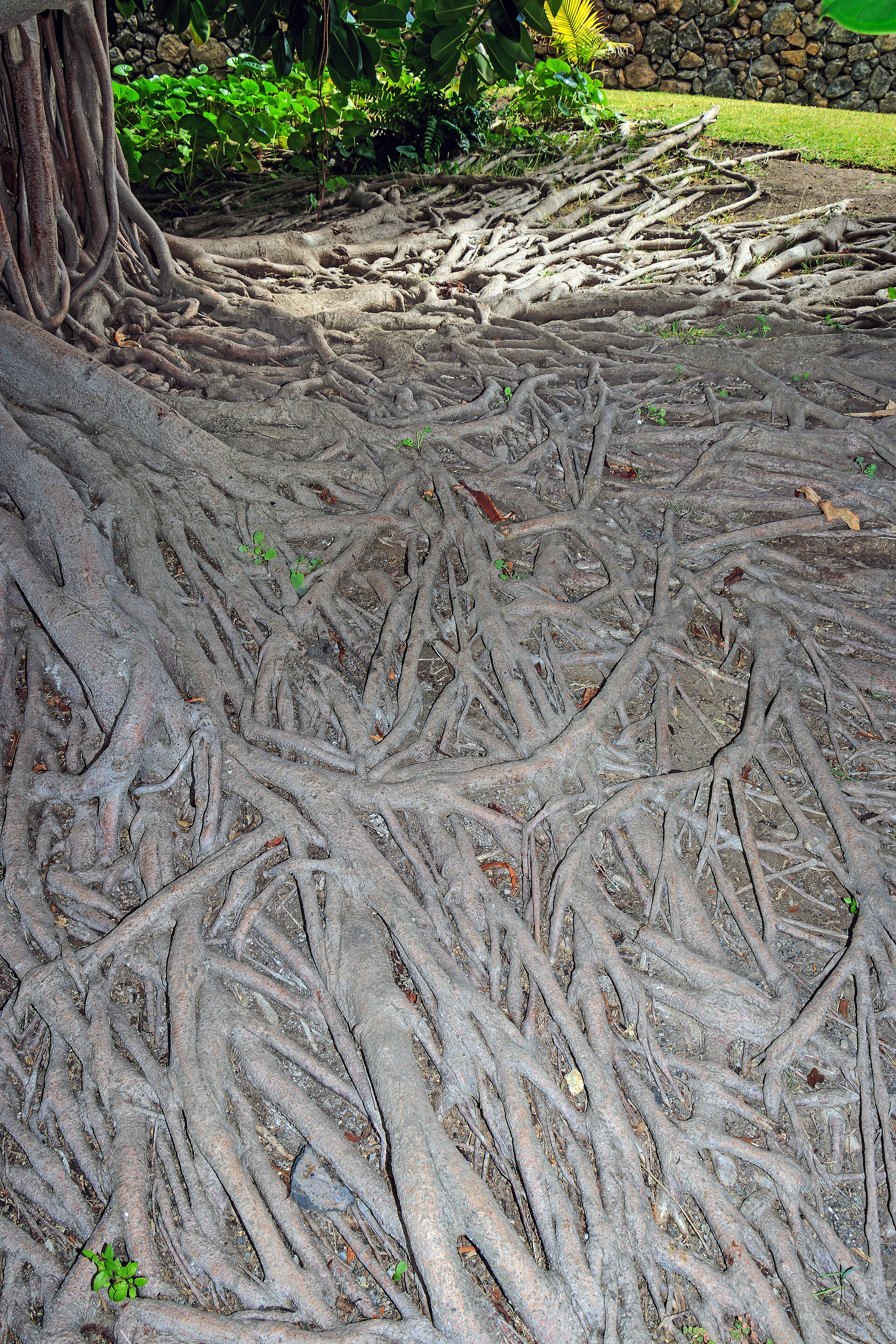 Rubber Plant — photo 21