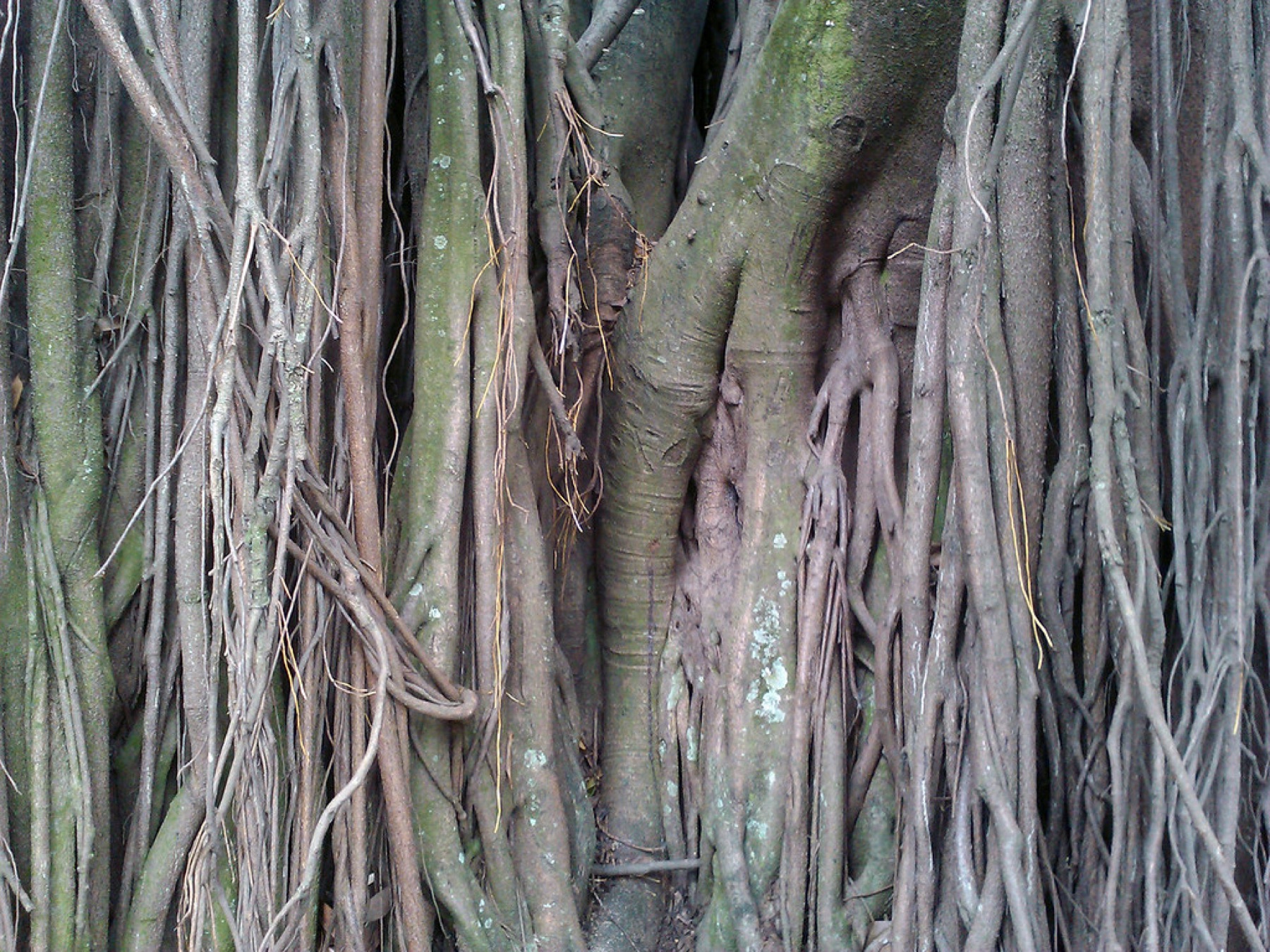 Rubber Plant — photo 1