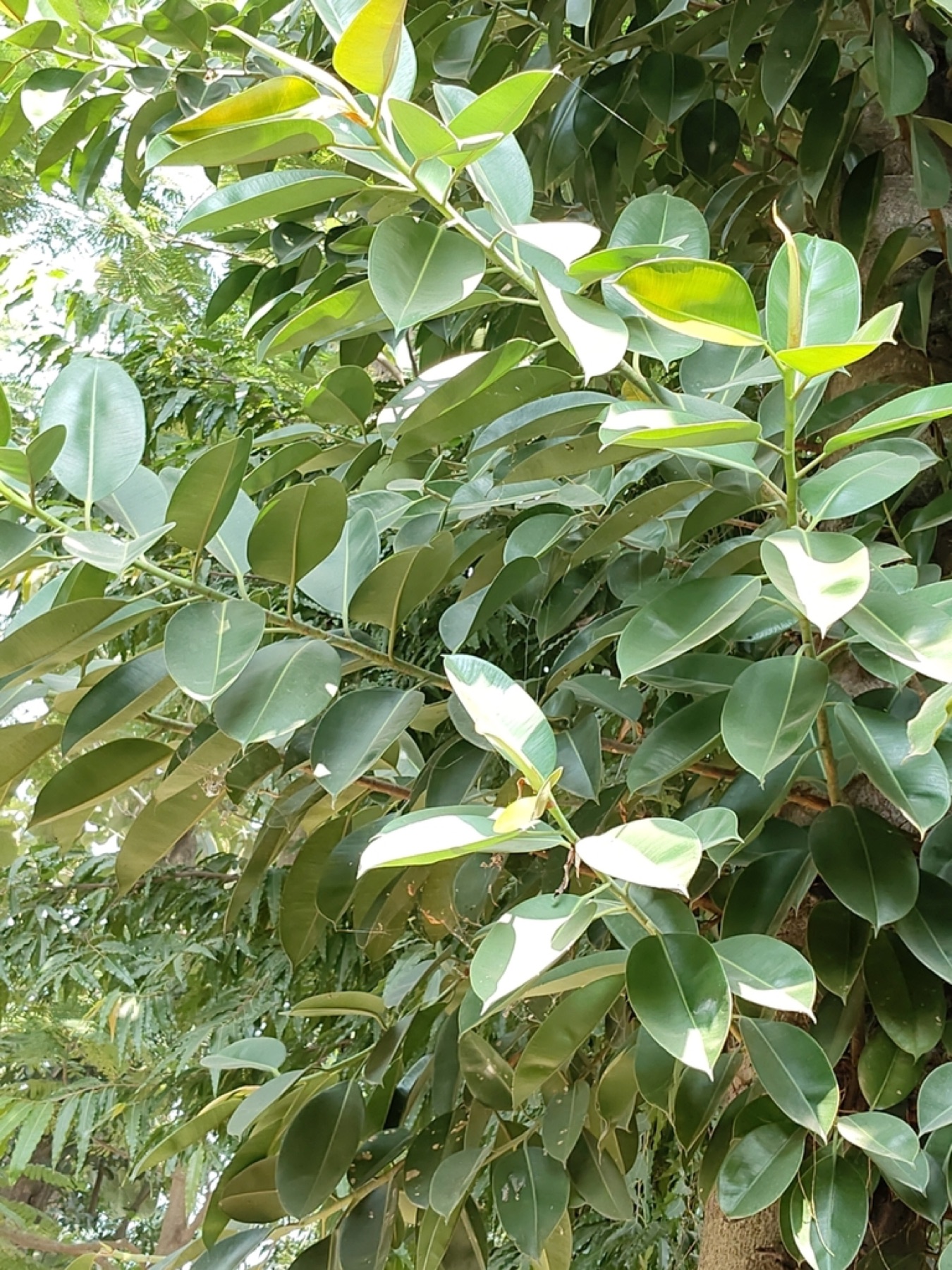 Rubber Plant — photo 2