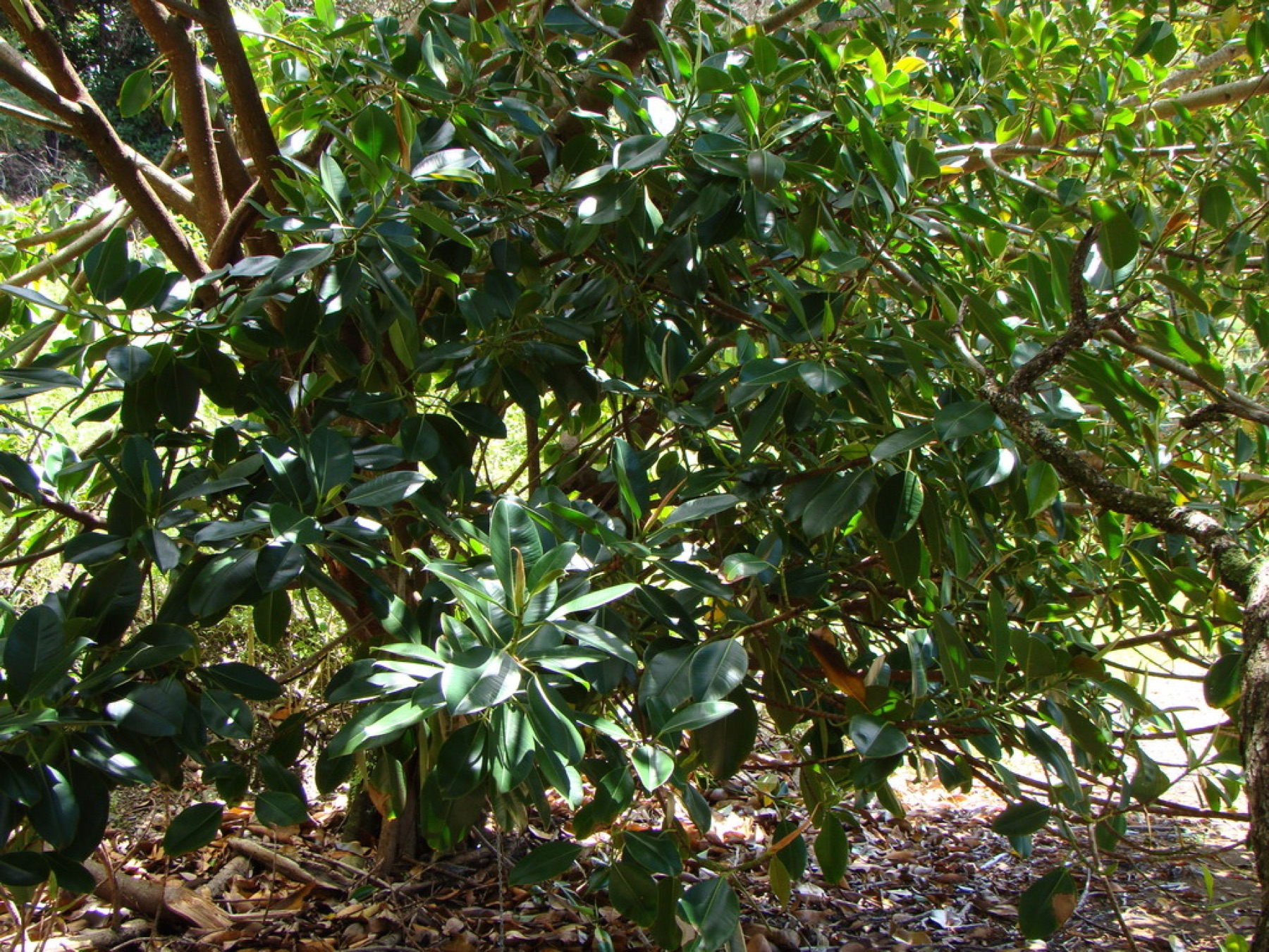 Rubber Plant — photo 3