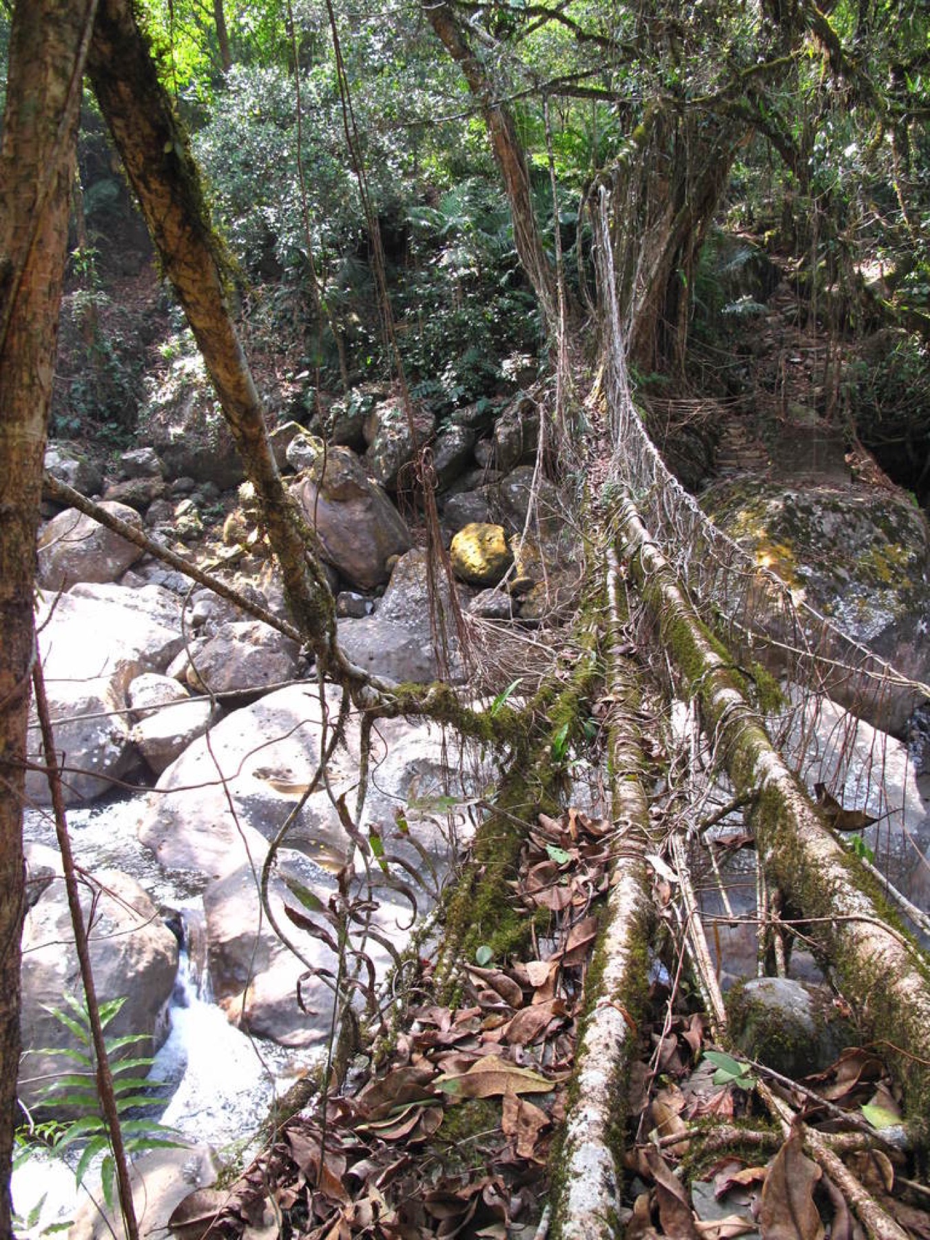 Rubber Plant — photo 4