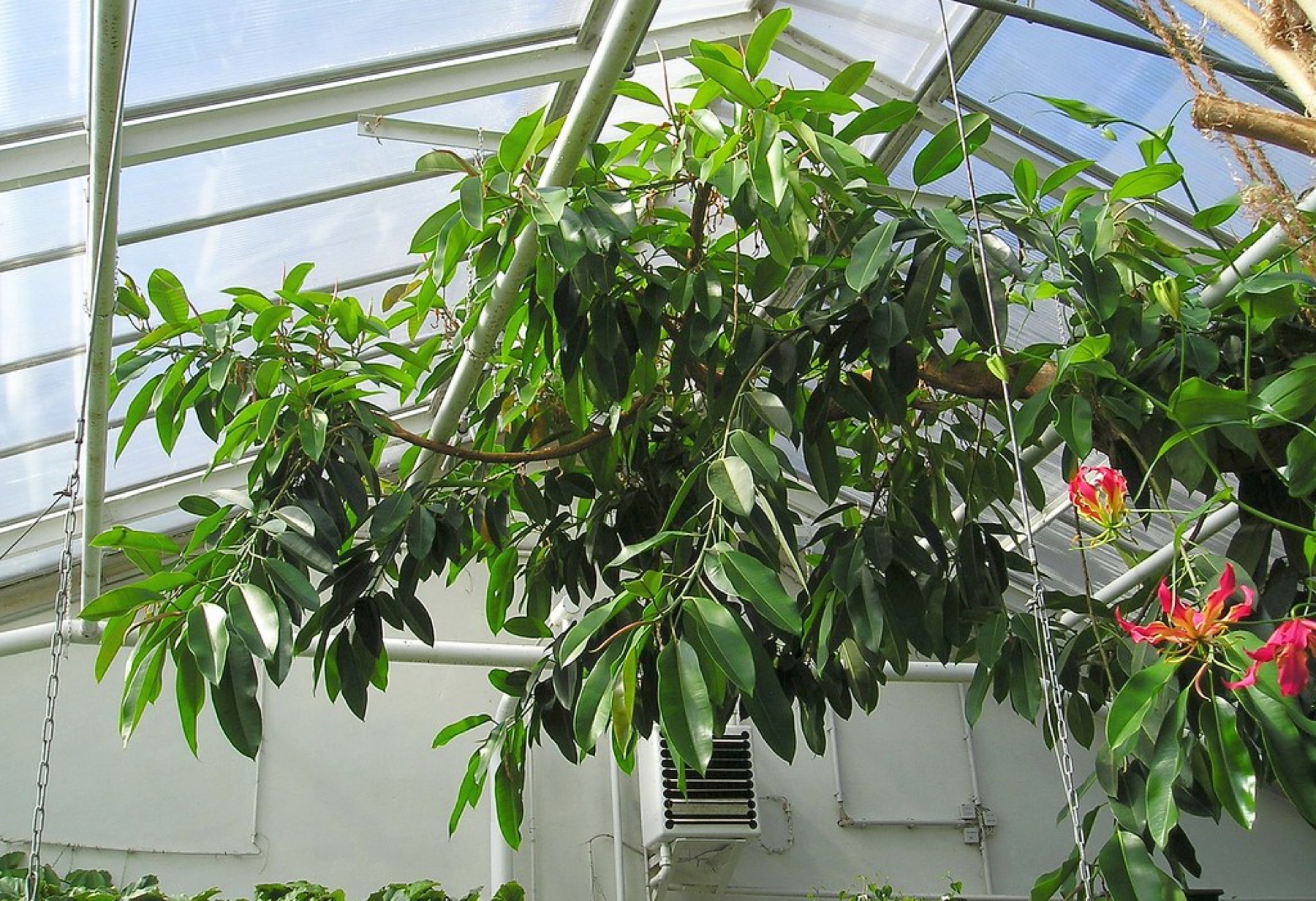 Rubber Plant — photo 5