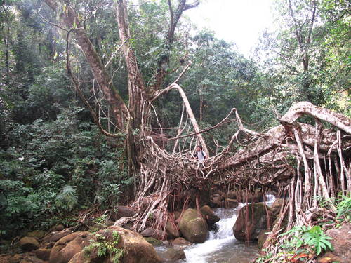 Rubber Plant — photo 18
