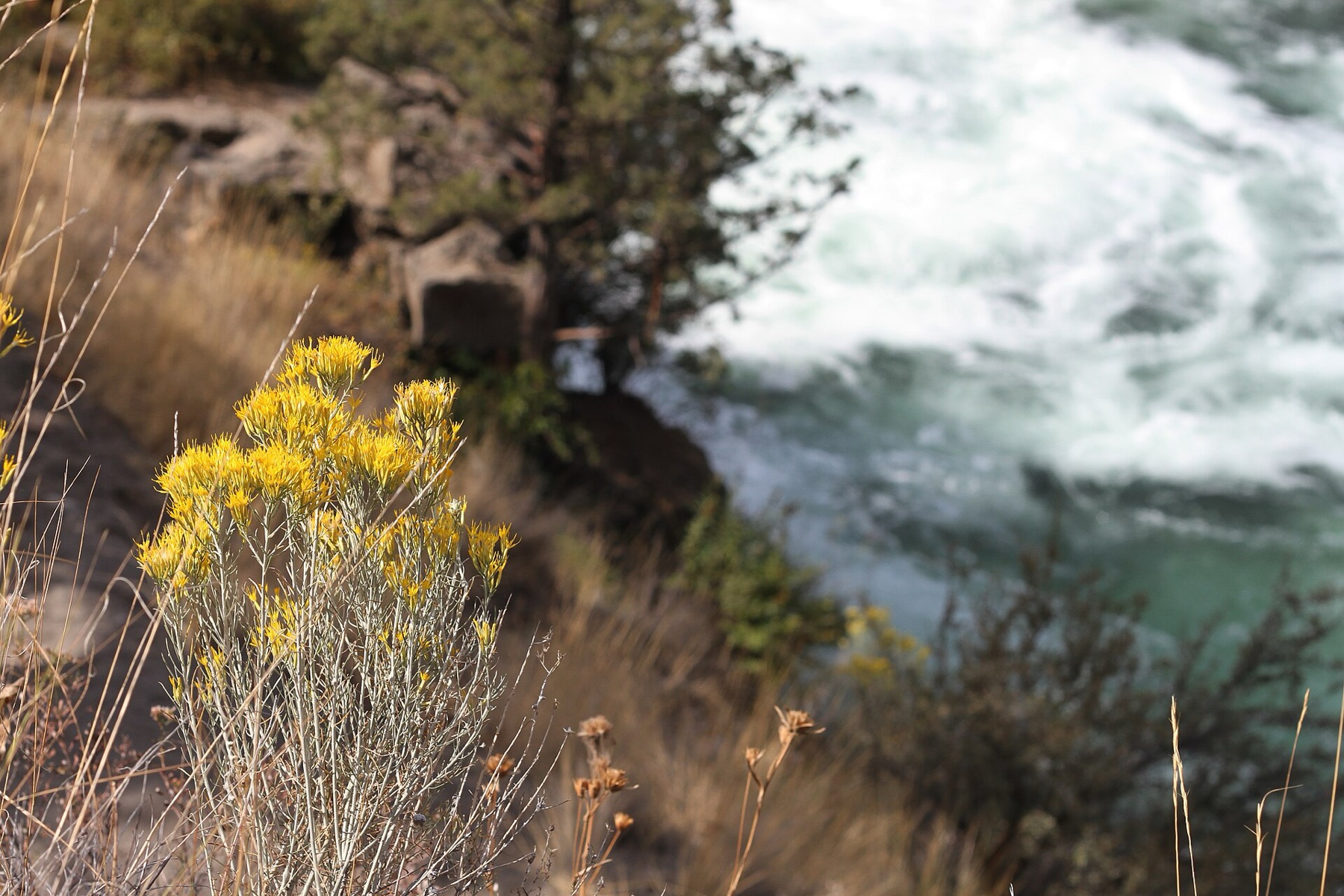 Rubber Rabbitbrush — photo 6